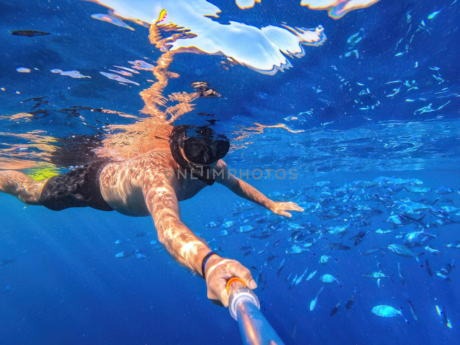 Snorkel swim in blue water with school of Caesio Striata coral fish, Red Sea, Egypt by artush