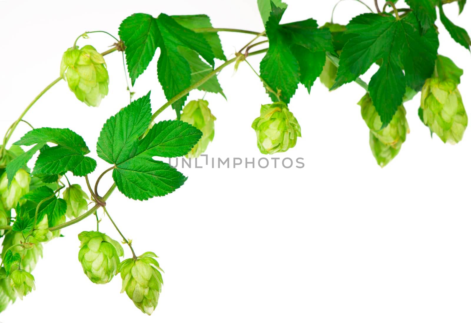 Pile of green hop cones isolated on white