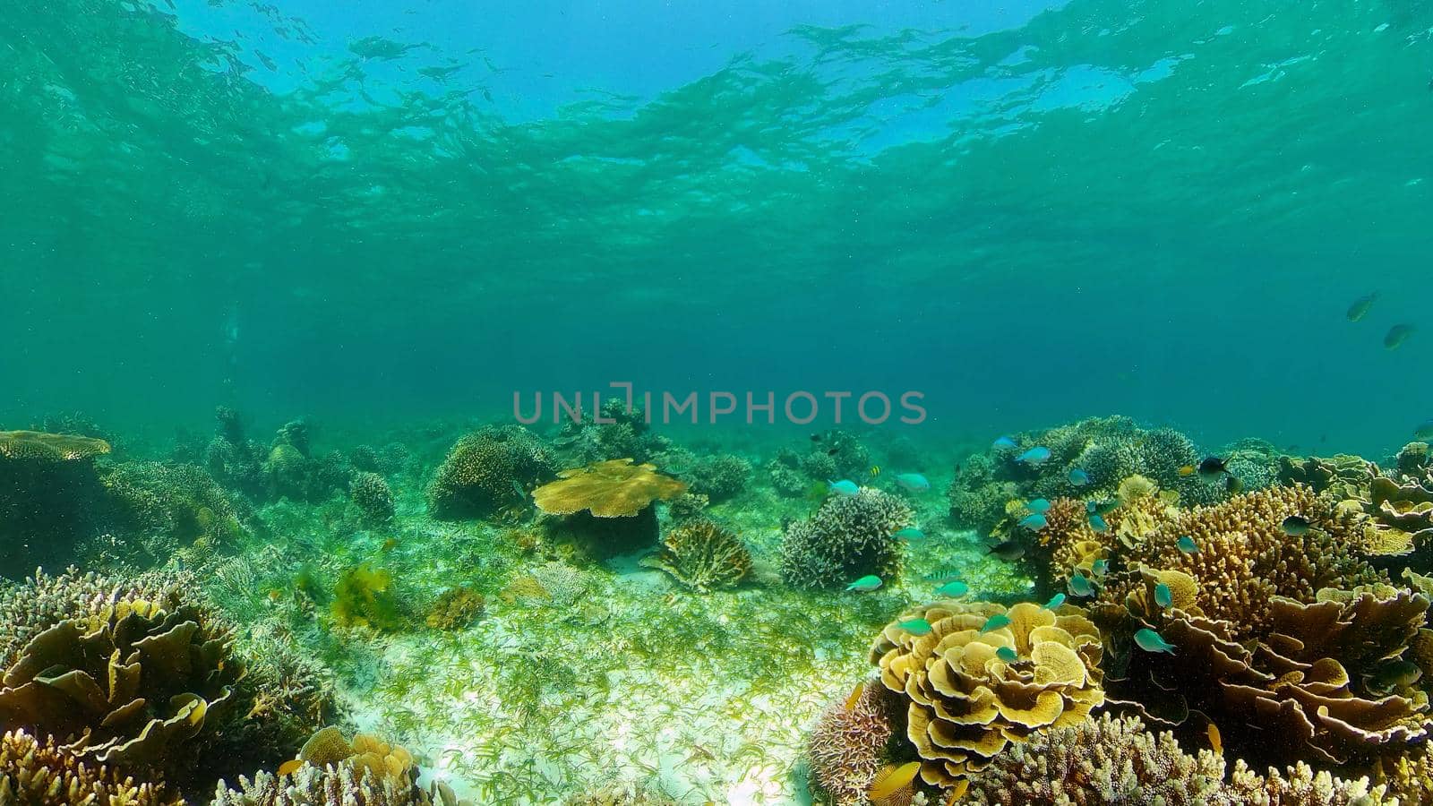 Beautiful underwater landscape with tropical fishes and corals. Life coral reef. Philippines.