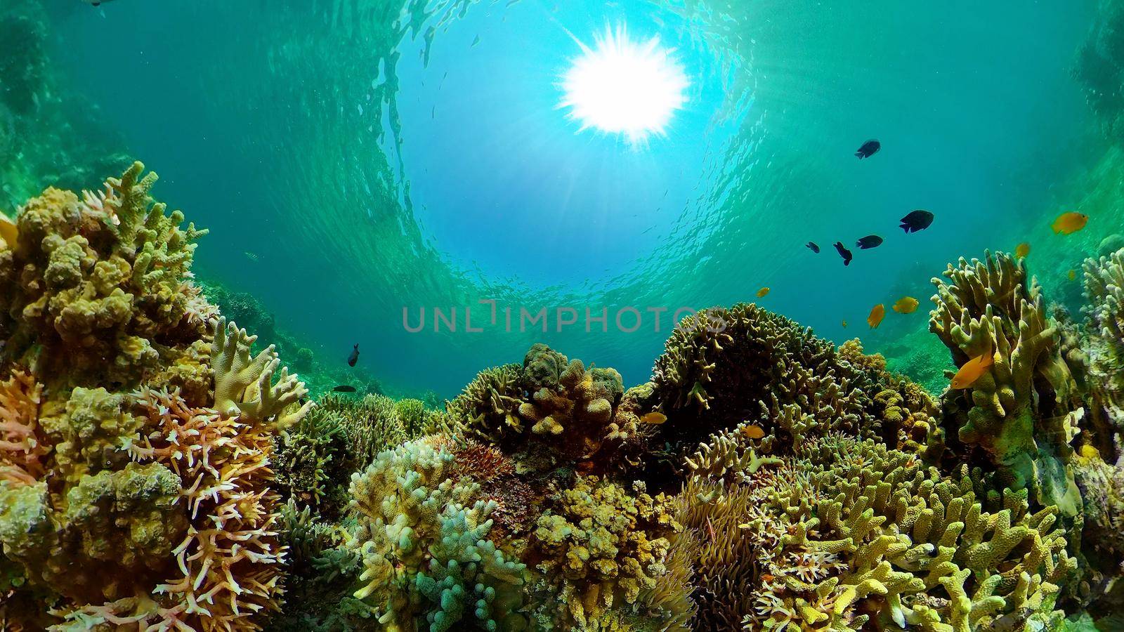 Tropical coral reef and fishes underwater. Hard and soft corals. Philippines.