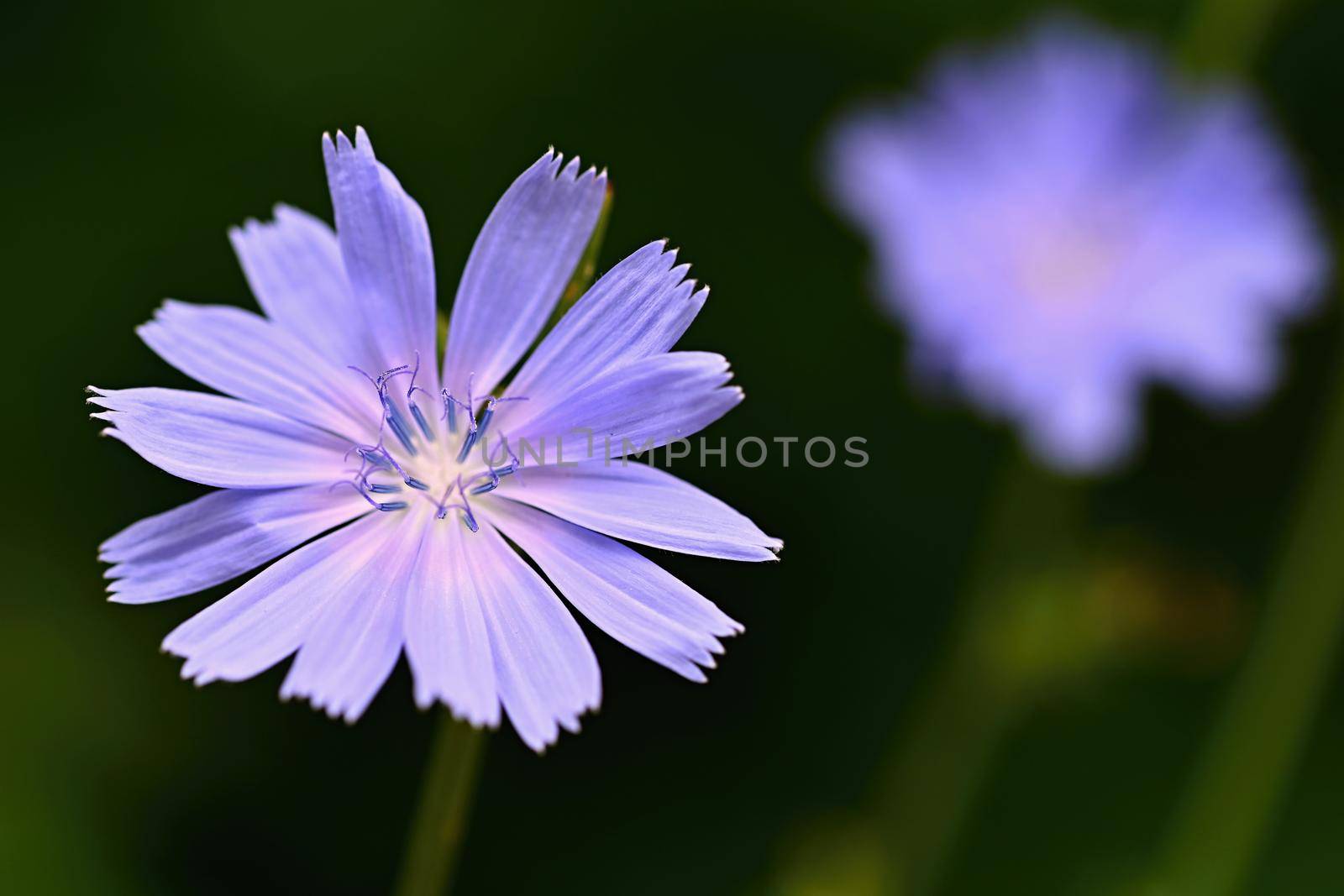 A beautiful blue flower and medicinal herb. (Cichorium intybus)
