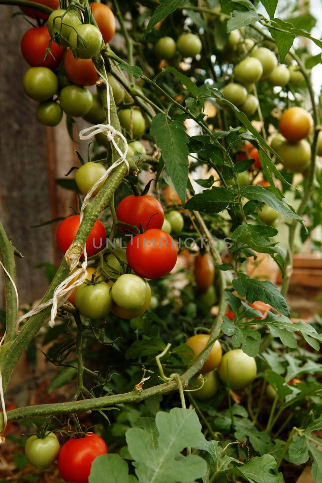 Red and green tomato fruits on green stems in greenhouse.