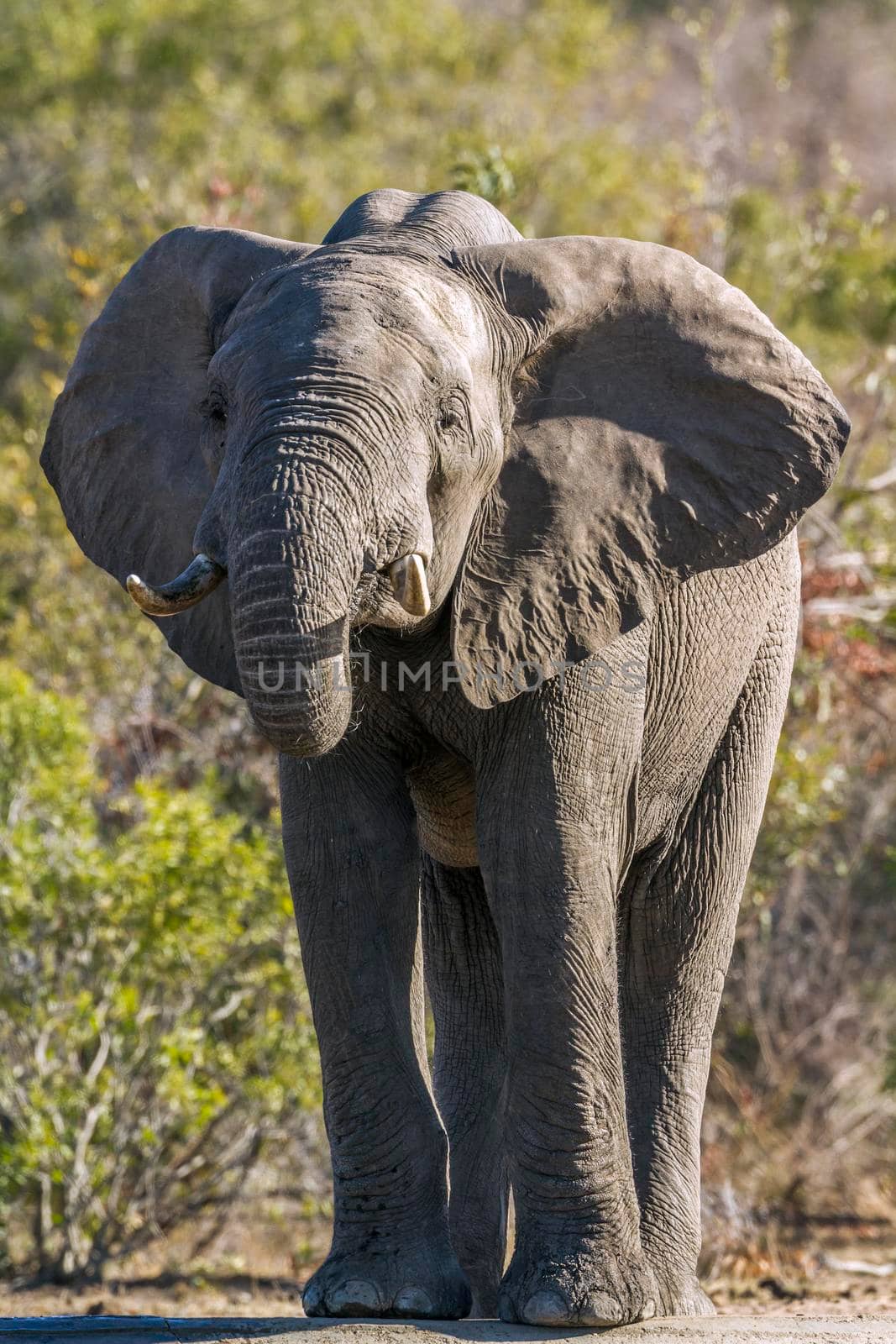 African bush elephant in Kruger National park, South Africa by PACOCOMO