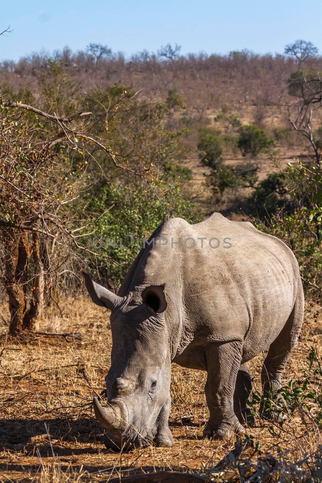 Southern white rhinoceros in Kruger National park, South Africa by PACOCOMO