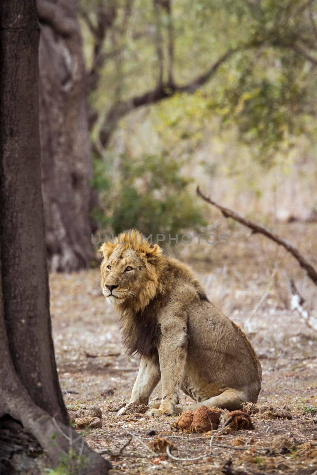 African lion in Kruger National park, South Africa by PACOCOMO