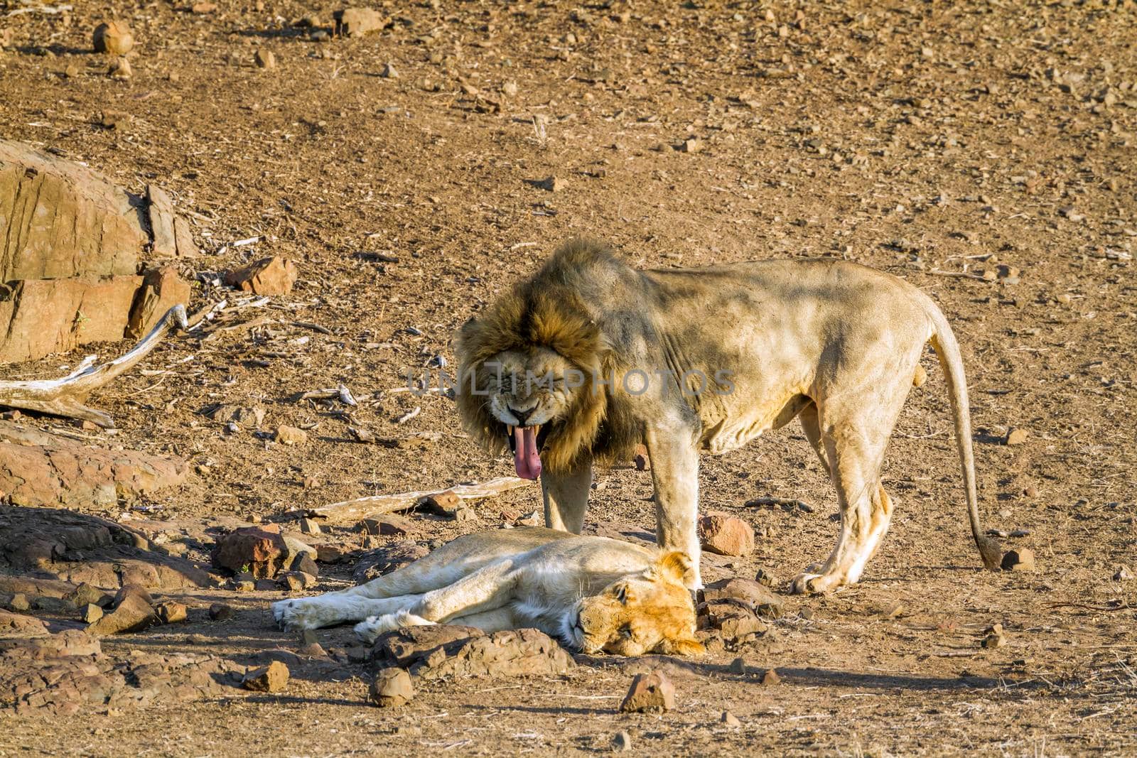 Specie Panthera leo family of felidae