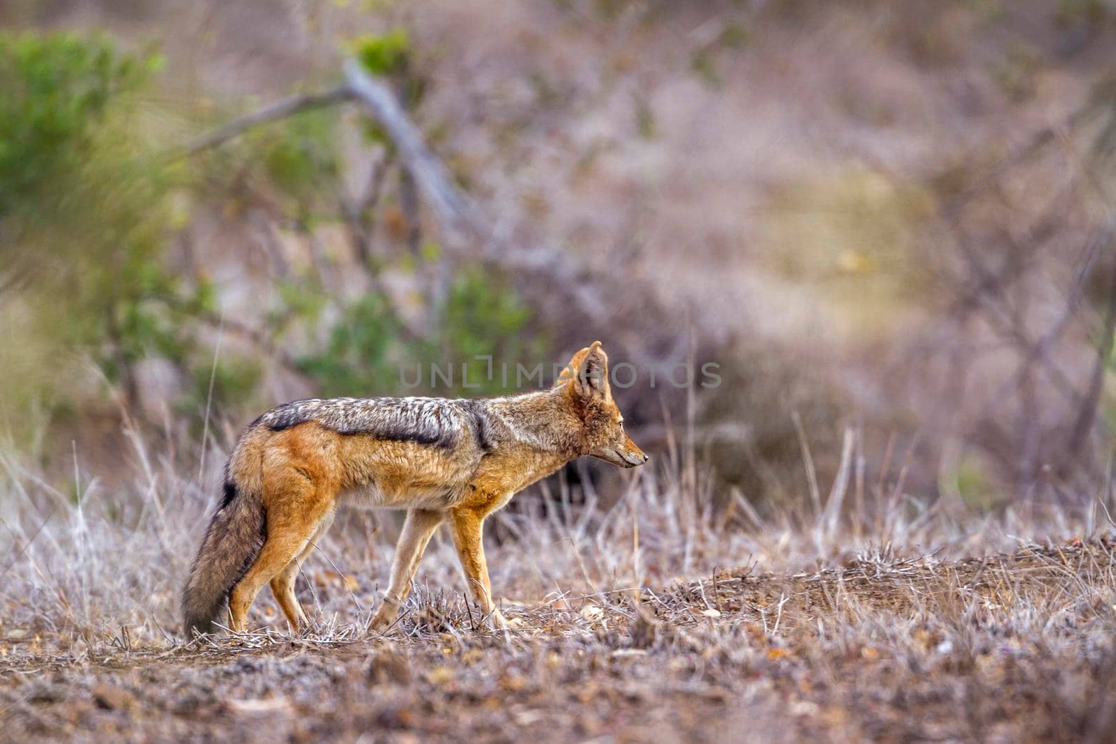Specie Canis mesomelas family of Canidae