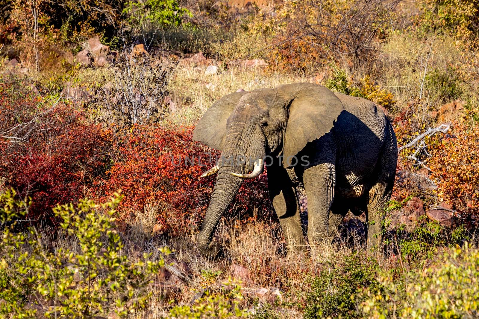 Specie Loxodonta africana family of Elephantidae
