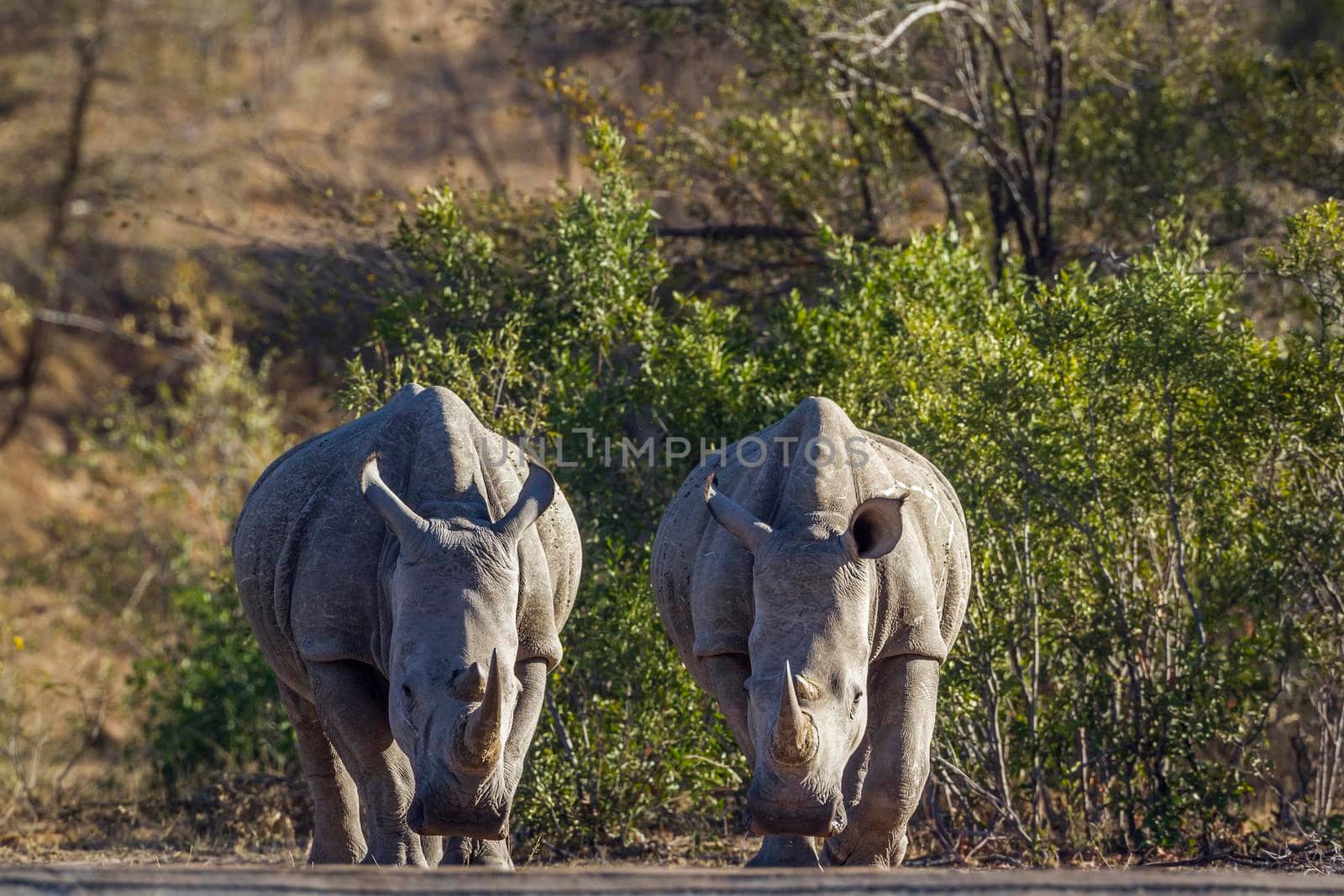 Specie Ceratotherium simum simum family of Rhinocerotidae
