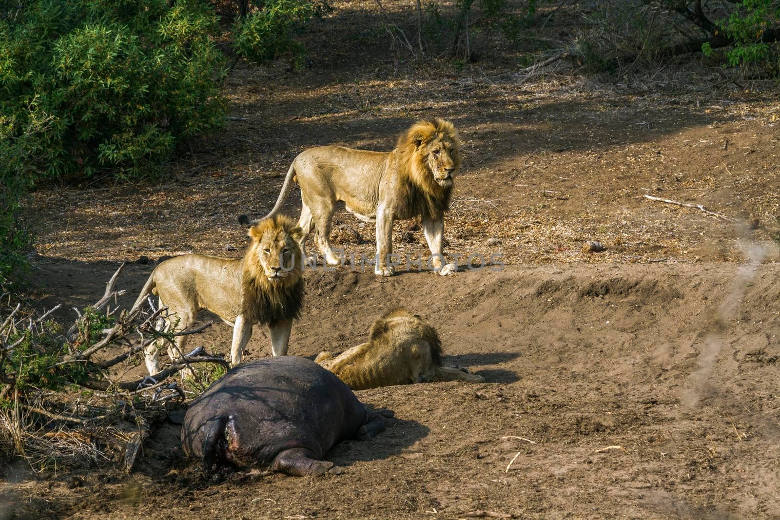 Specie Panthera leo family of Felidae