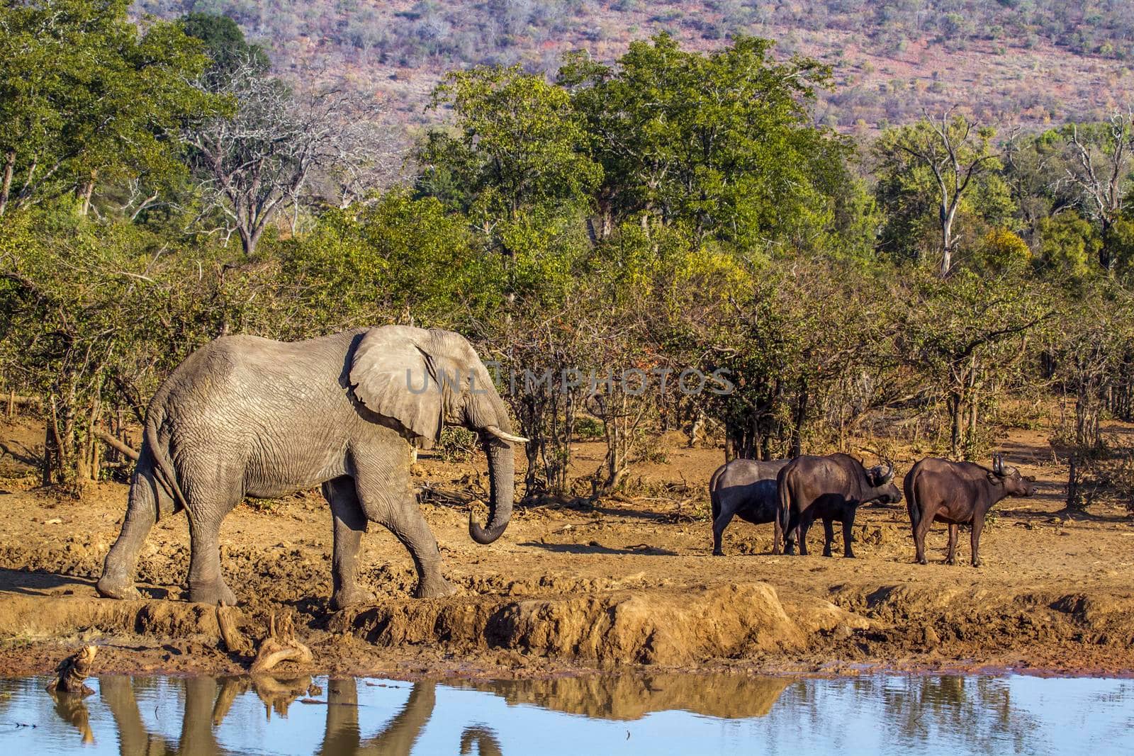 Specie Loxodonta africana family of Elephantidae