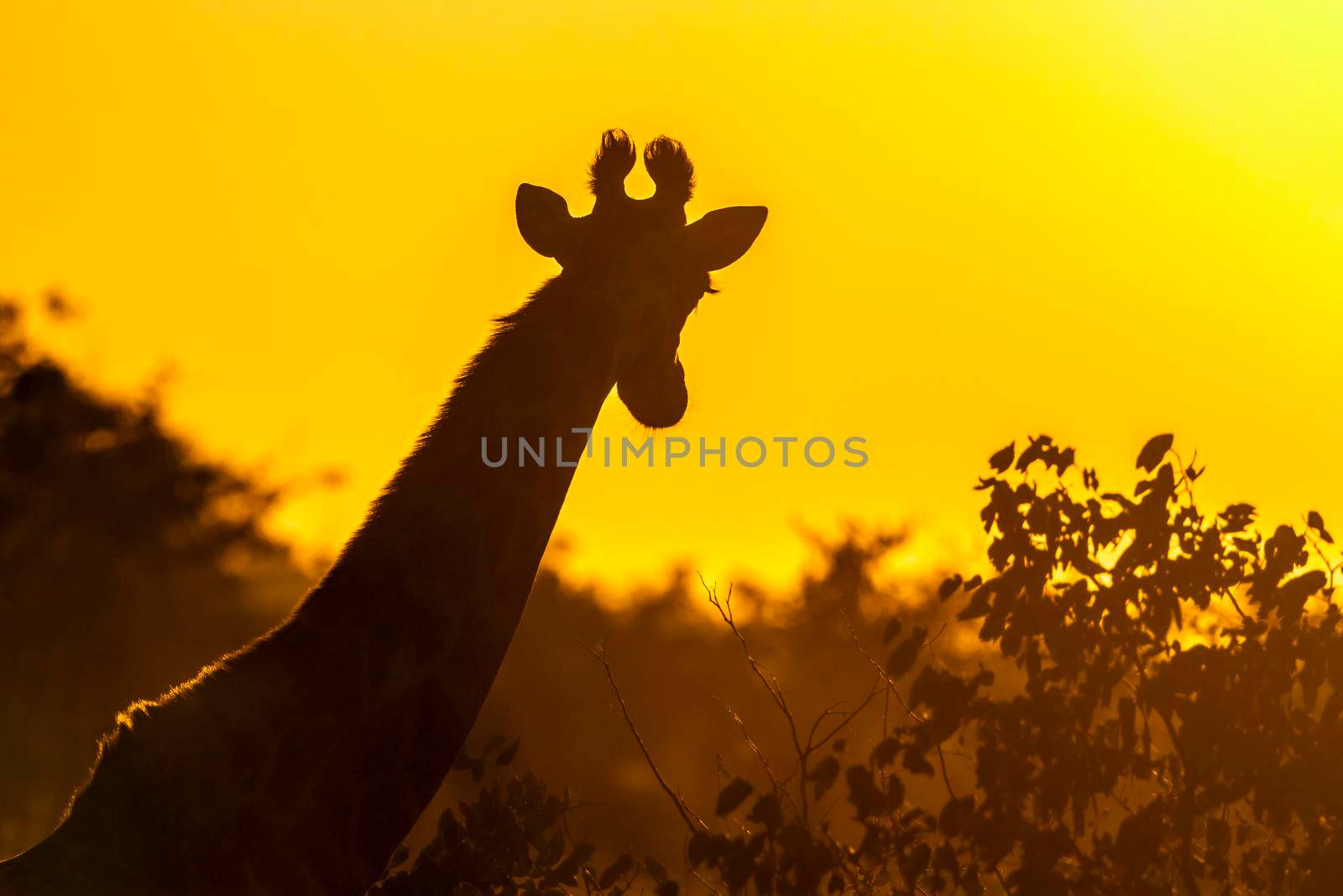 Specie Giraffa camelopardalis family of Giraffidae