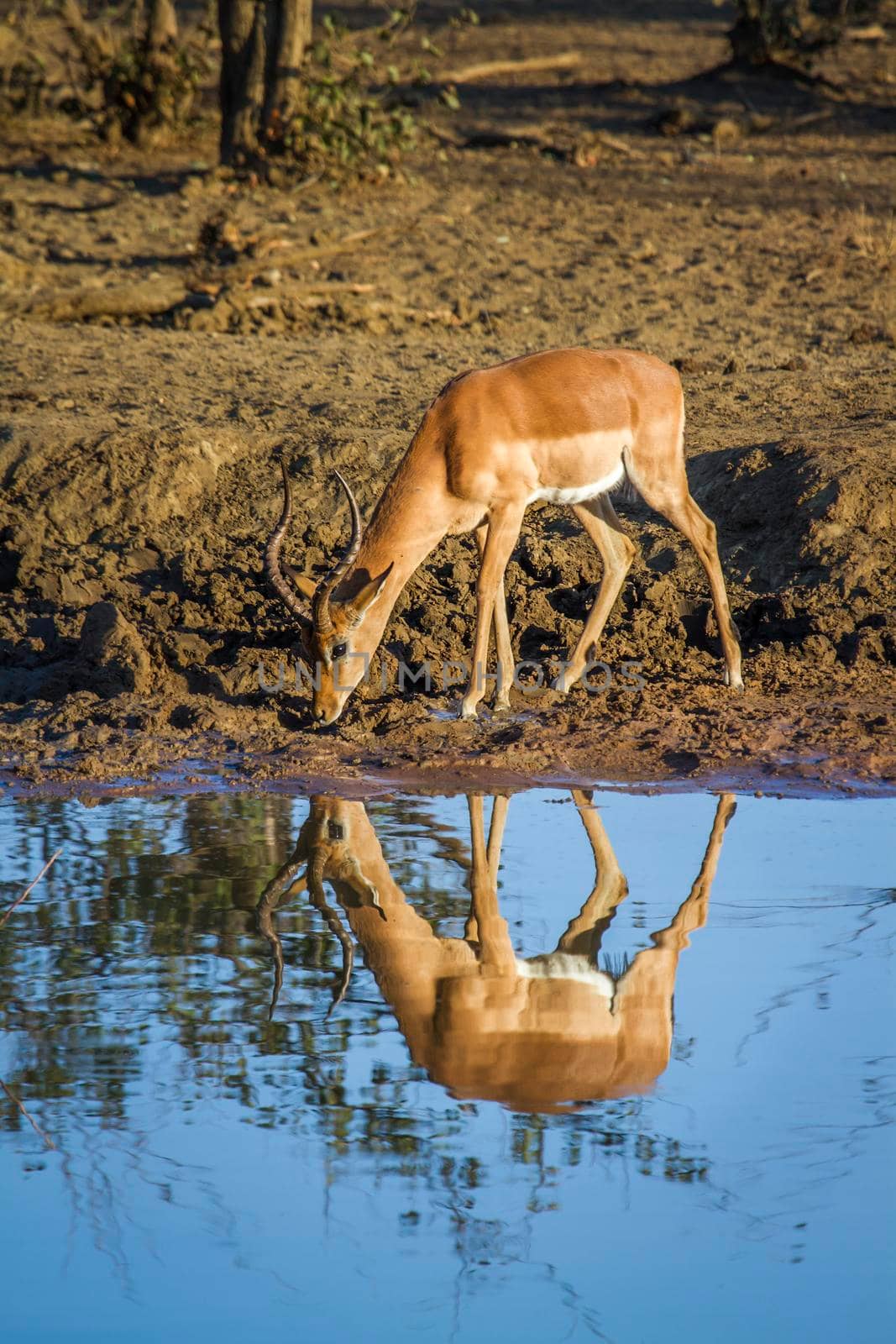 Specie Aepyceros melampus family of bovidae