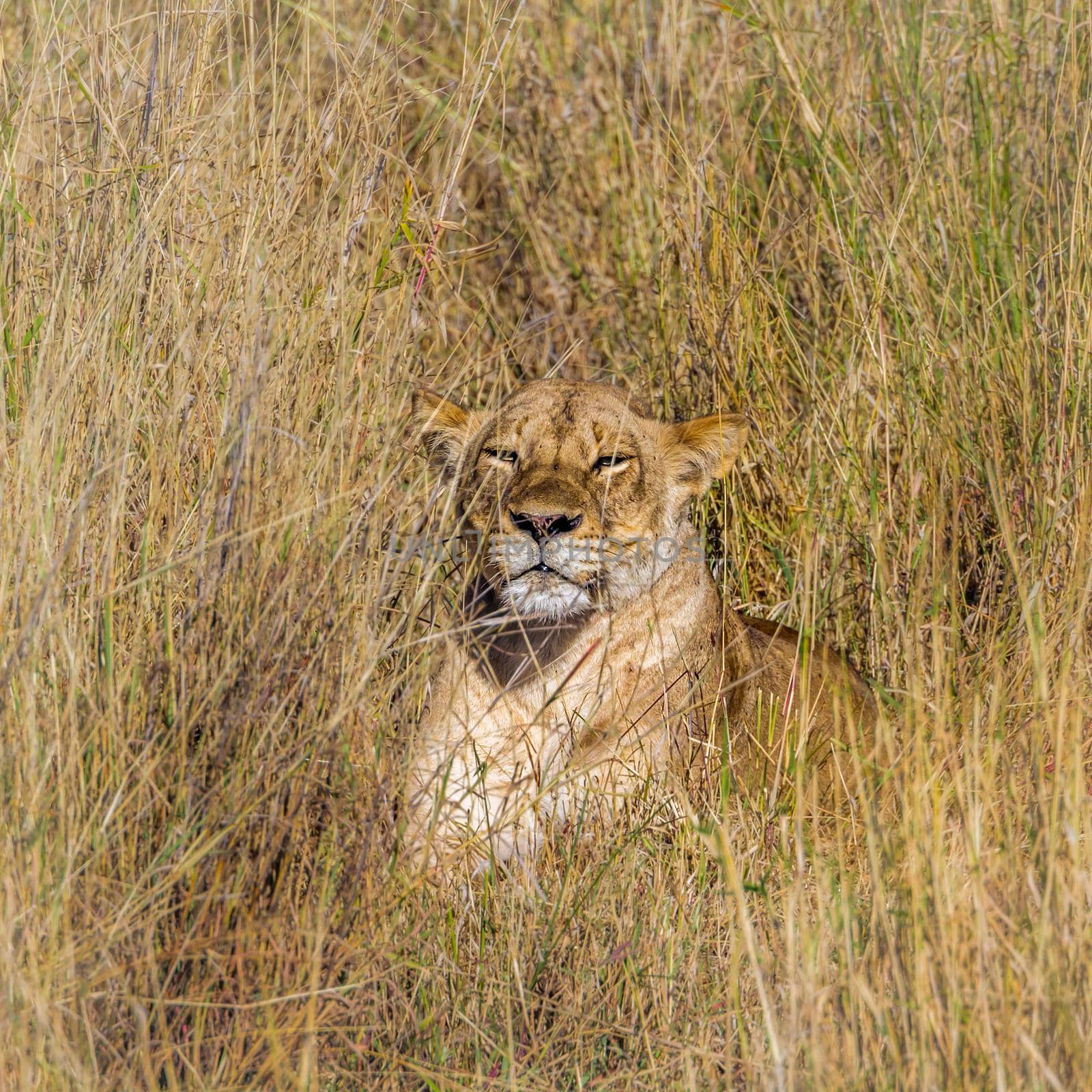 Specie Panthera leo family of Felidae