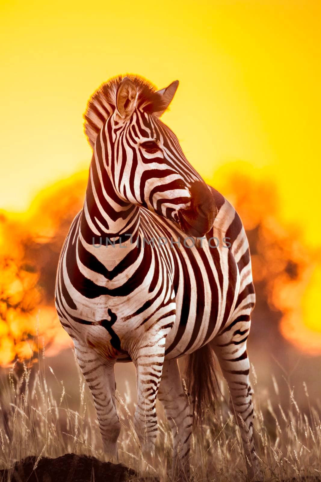 Plains zebra in Kruger National park, South Africa by PACOCOMO