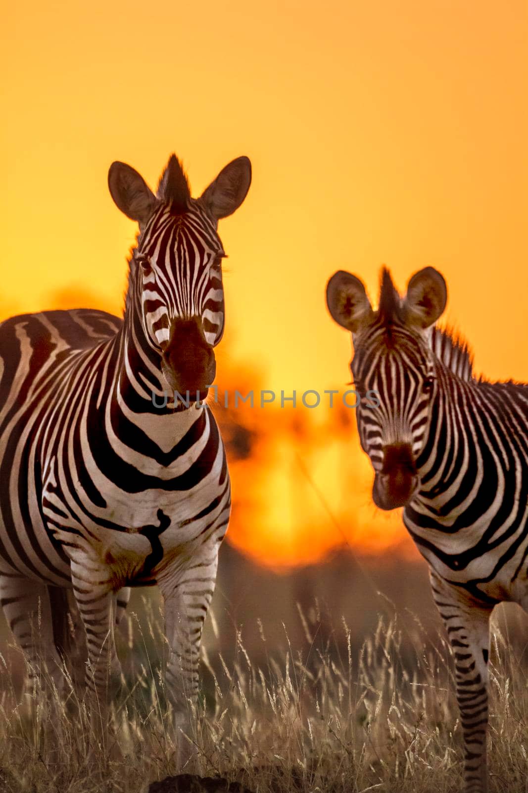 Plains zebra in Kruger National park, South Africa by PACOCOMO