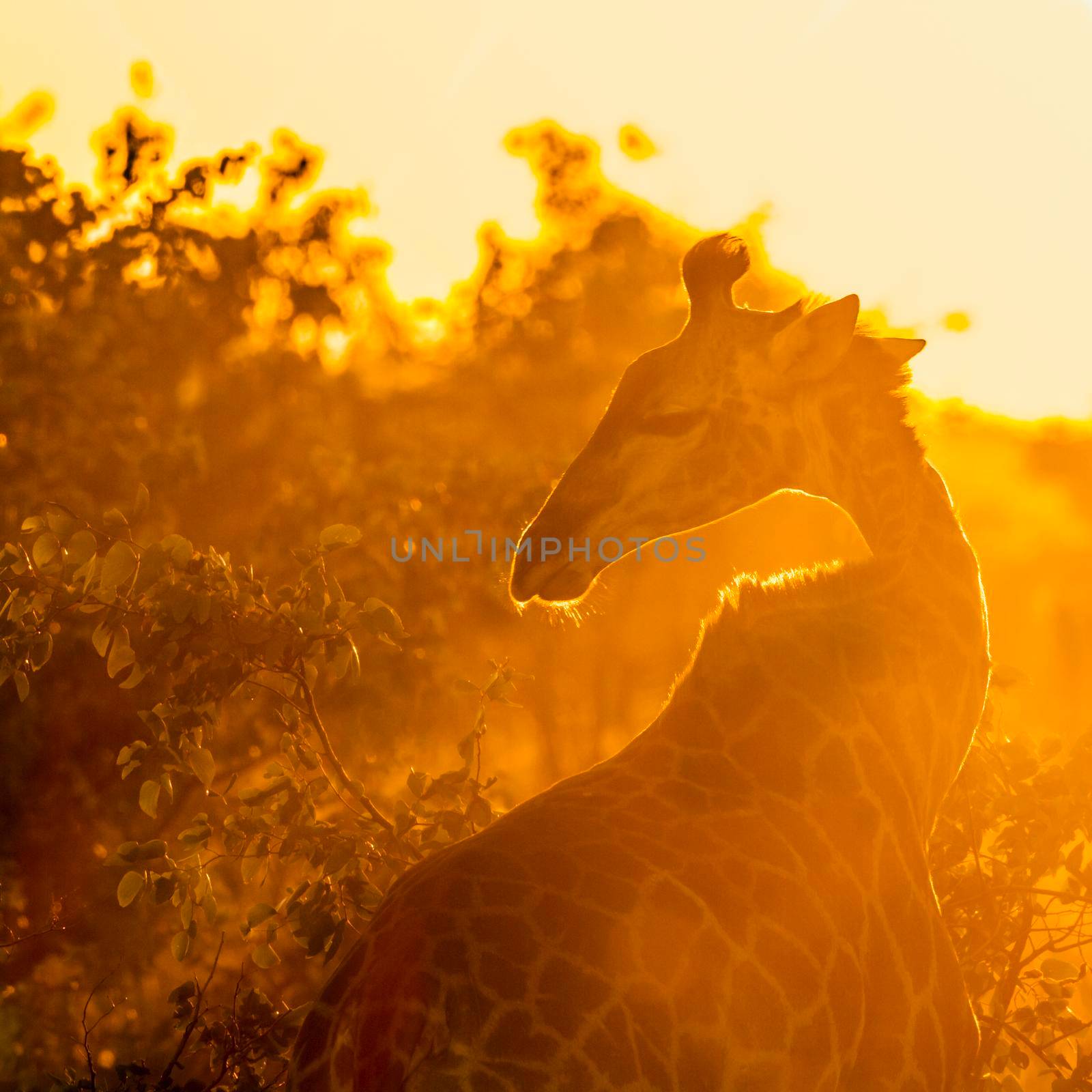 Giraffe in Kruger National park, South Africa by PACOCOMO