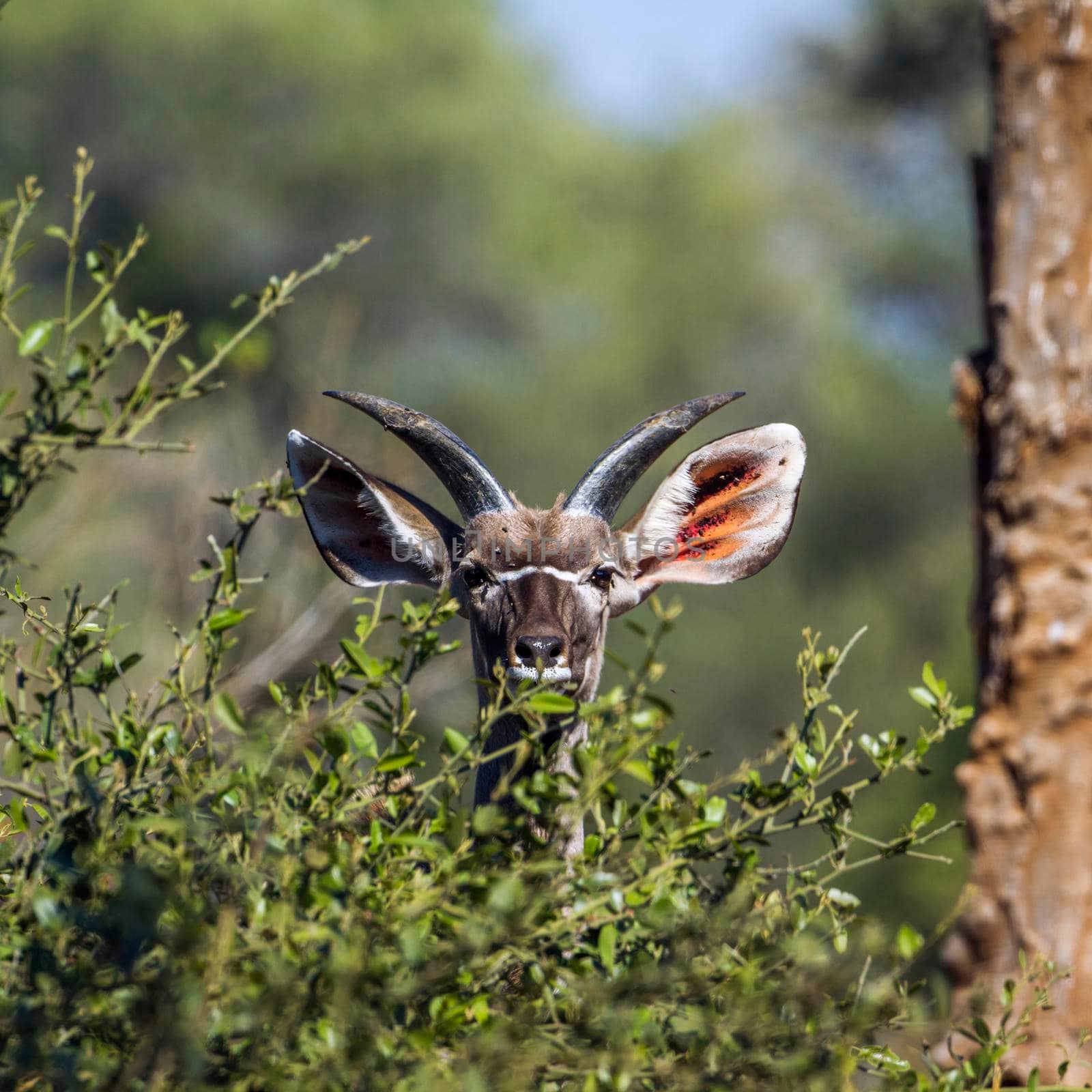 Nyala in Kruger National park, South Africa by PACOCOMO