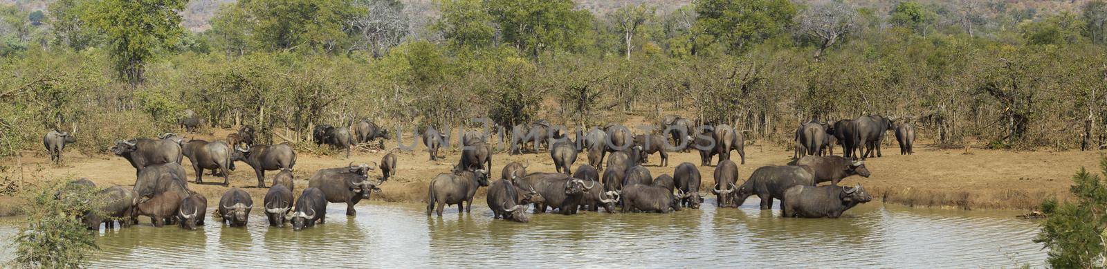 African buffalo herd,drinking in waterhole in Kruger National park, South Africa ; Specie Syncerus caffer family of Bovidae