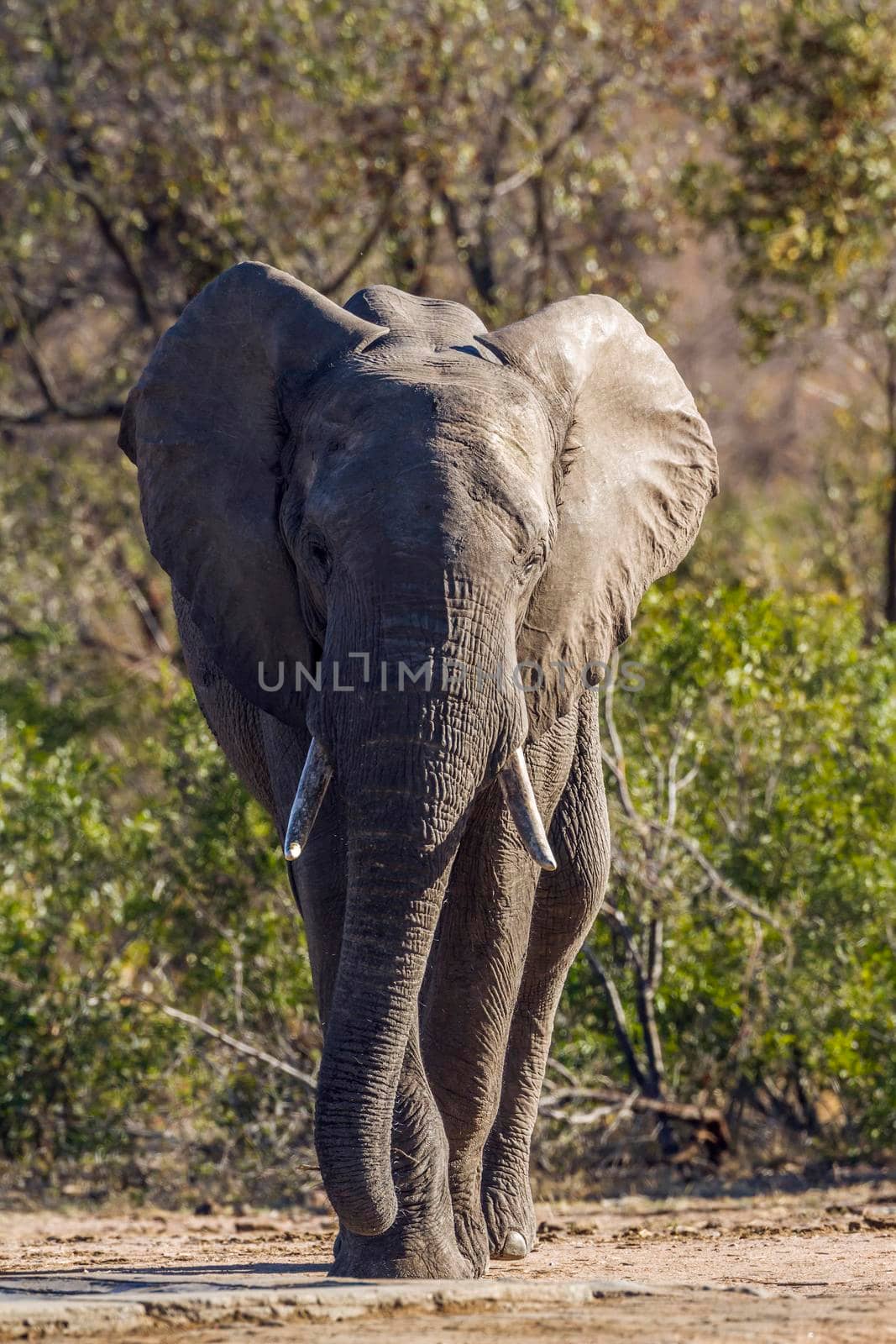 Specie Loxodonta africana family of Elephantidae