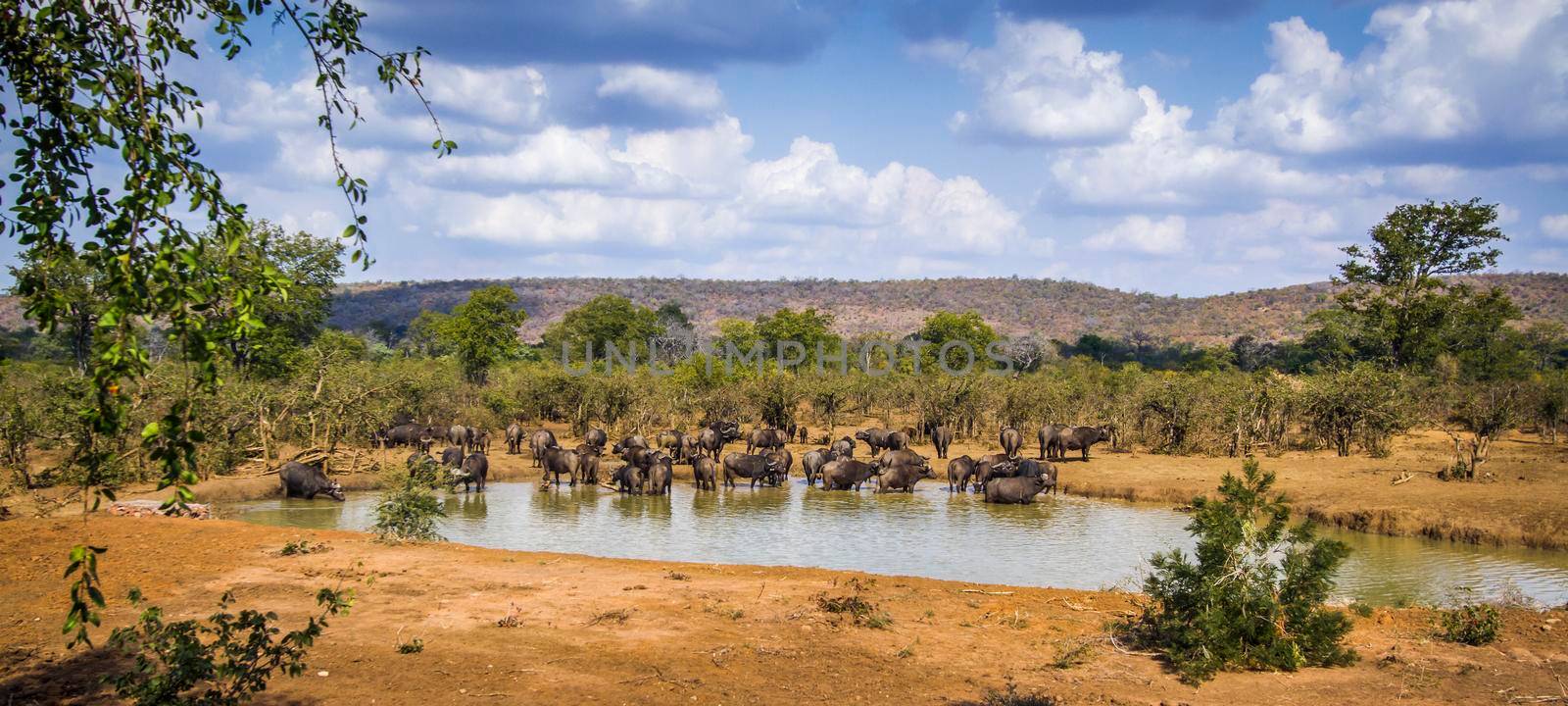 African buffalo in Kruger National park, South Africa by PACOCOMO