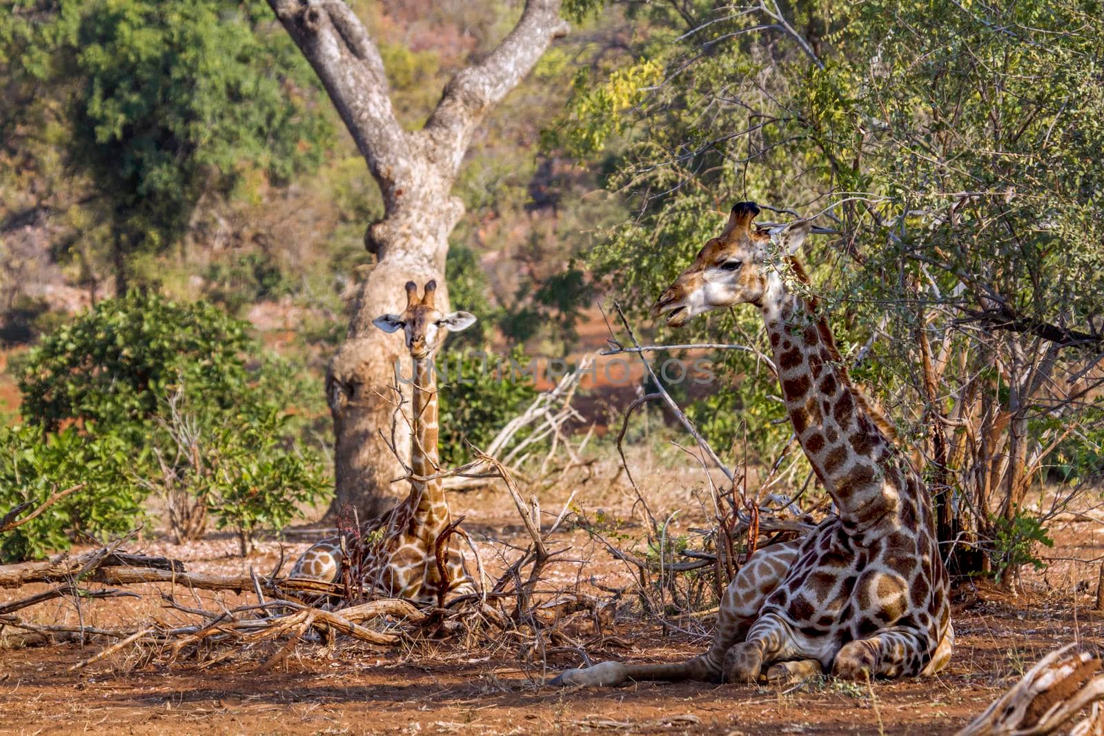 Specie Giraffa camelopardalis family of Giraffidae