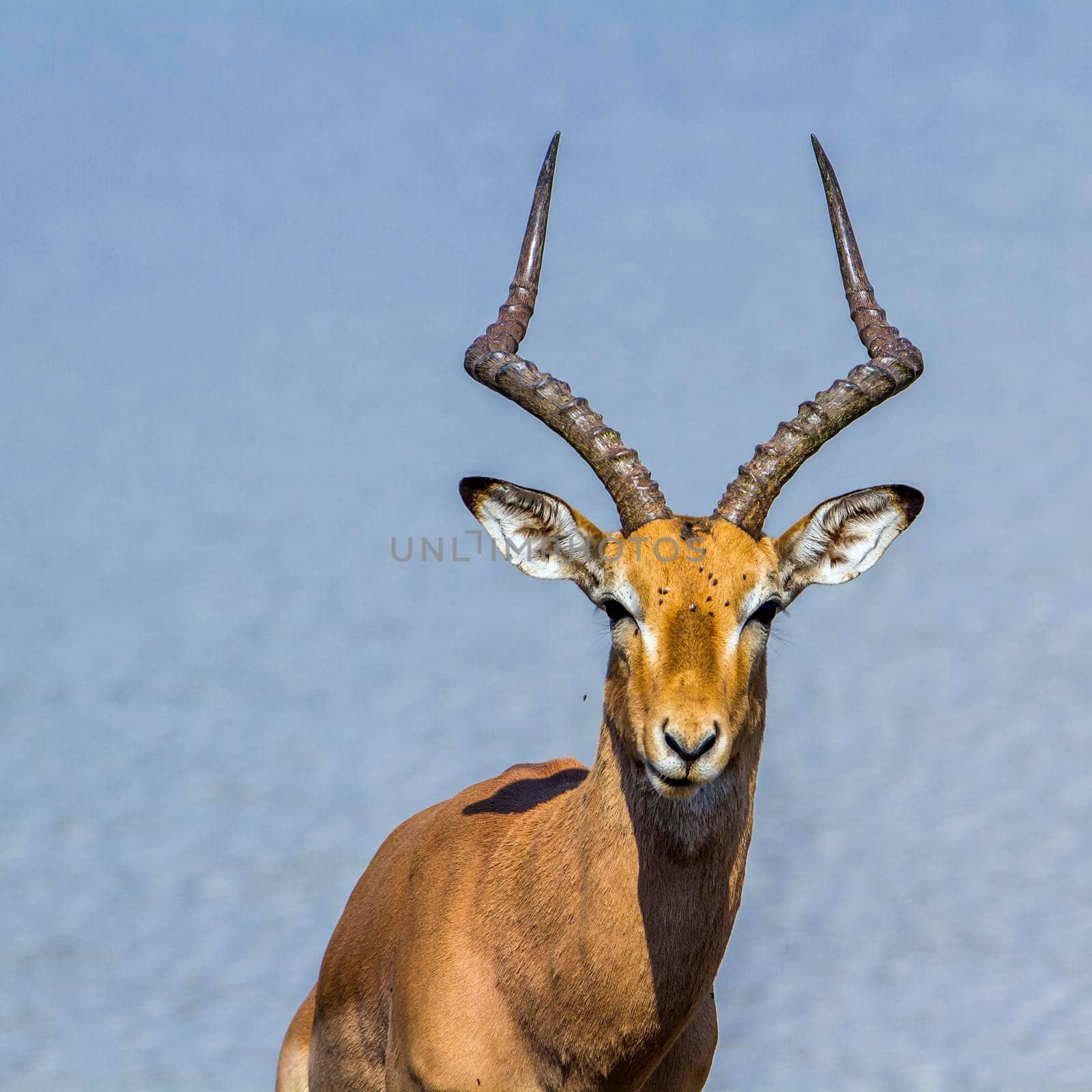 Specie Aepyceros melampus family of bovidae