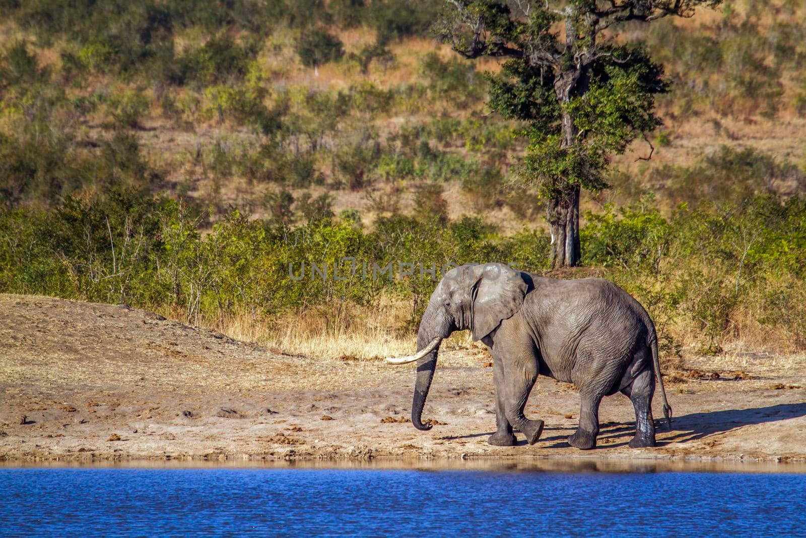 Specie Loxodonta africana family of Elephantidae