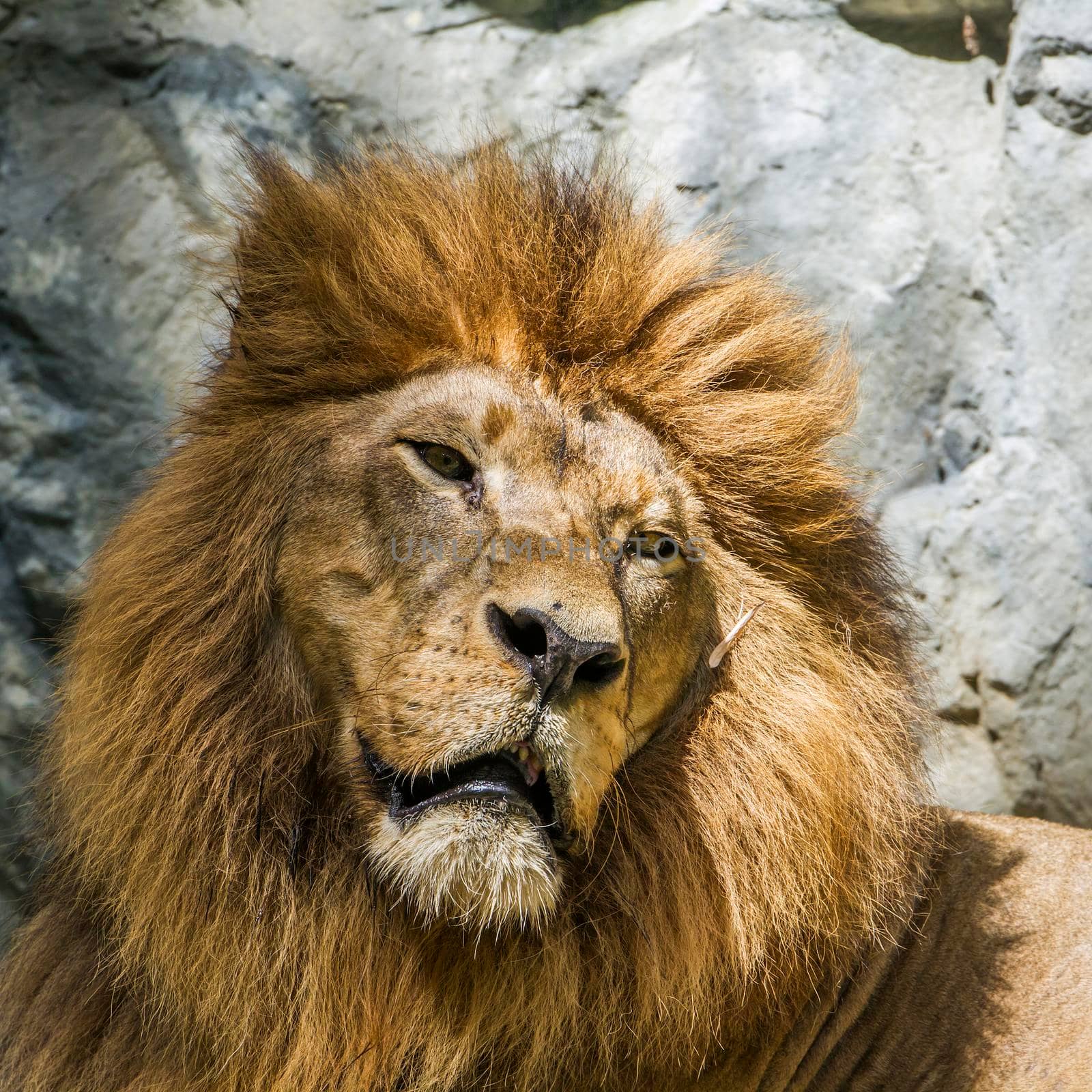 African lion in Chiang Mai zoo, Thailand by PACOCOMO