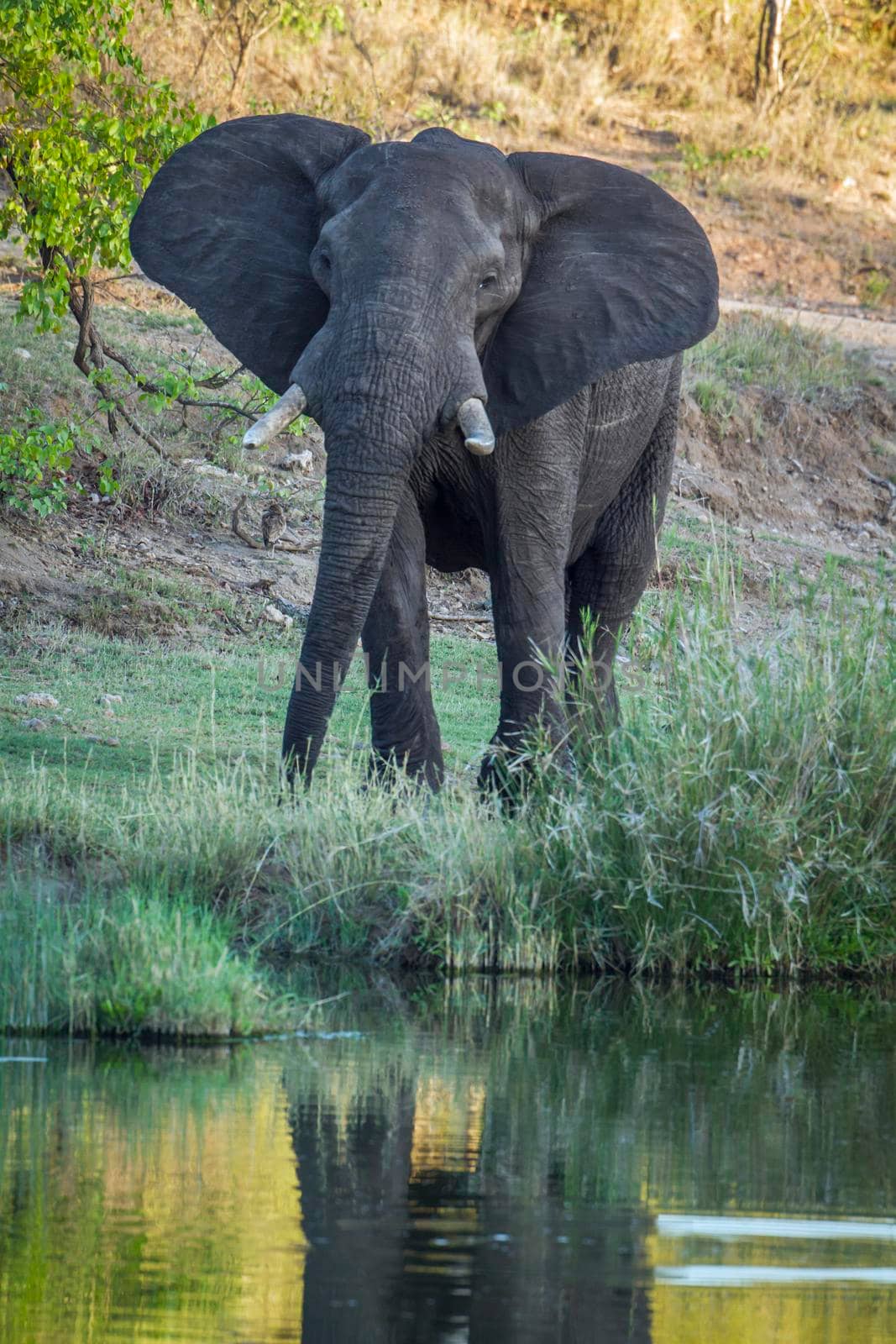 African bush elephant in Kruger National park, South Africa by PACOCOMO