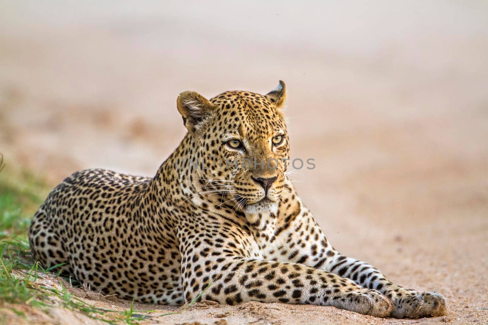Specie Panthera pardus family of felidae