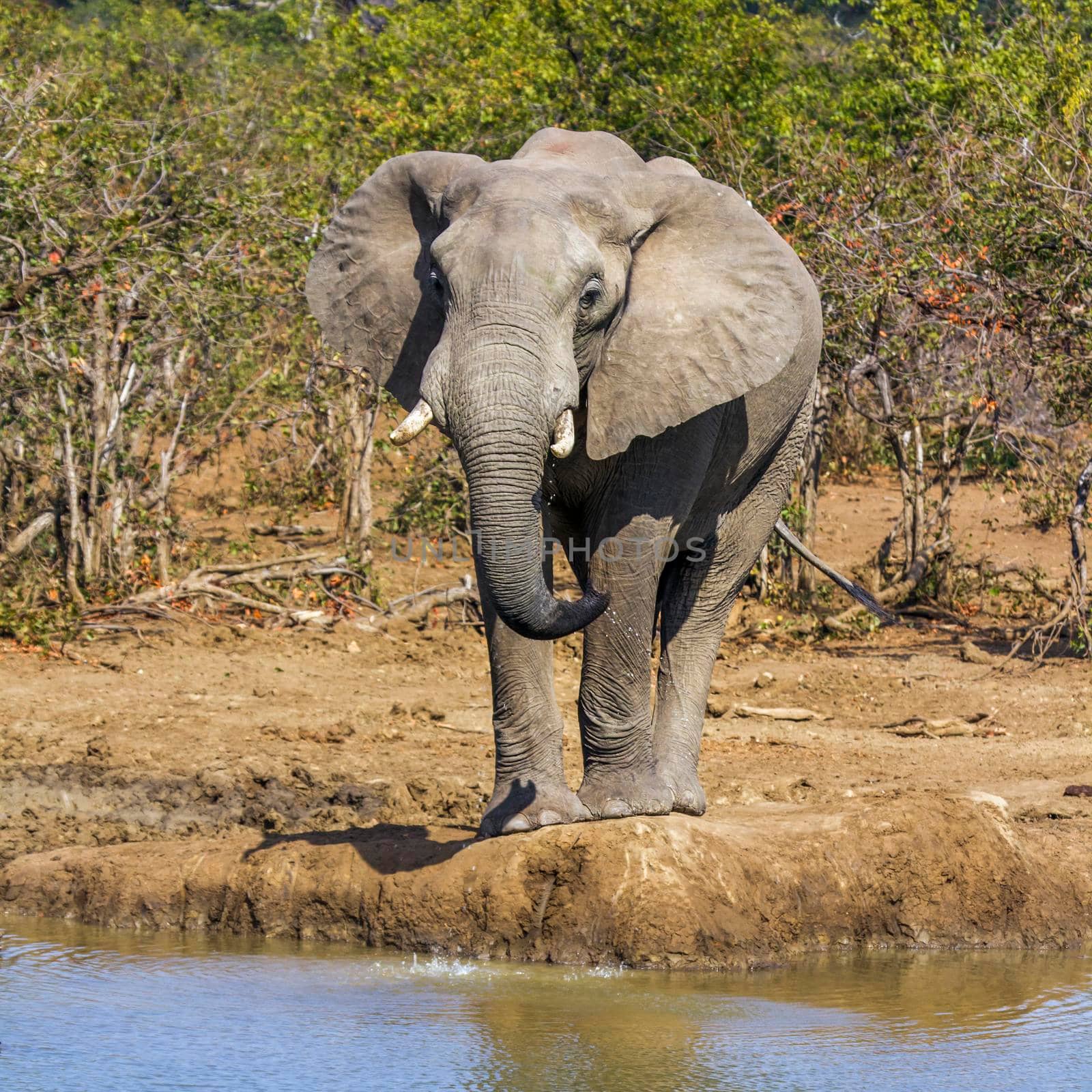 African bush elephant in Kruger National park, South Africa by PACOCOMO