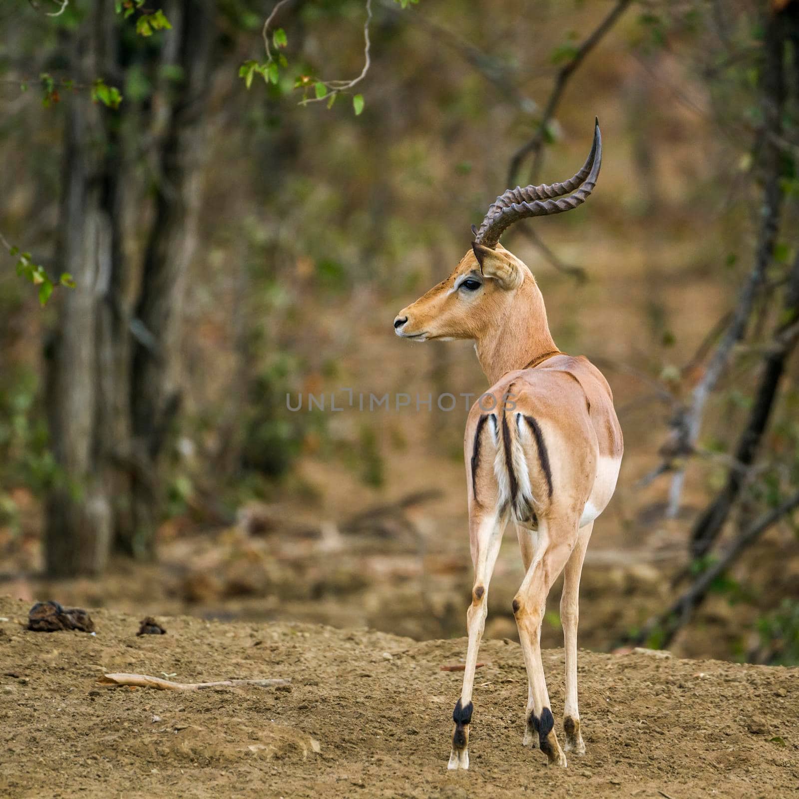 Specie Aepyceros melampus family of Bovidae