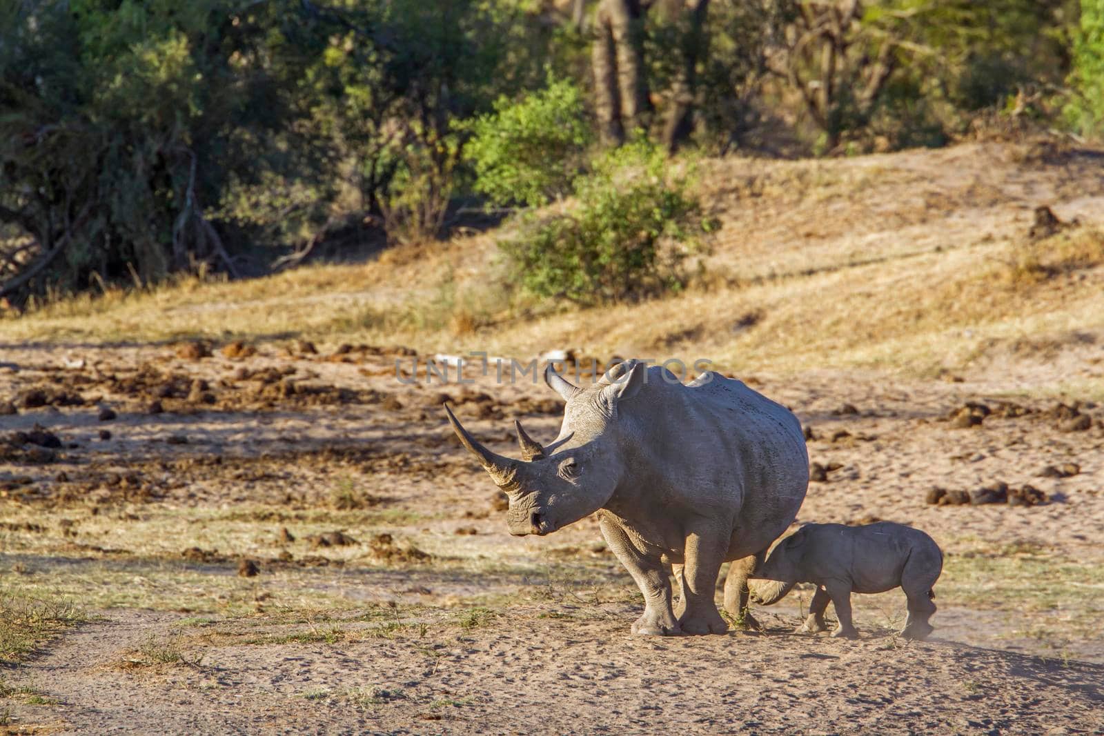 Specie Ceratotherium simum simum family of Rhinocerotidae