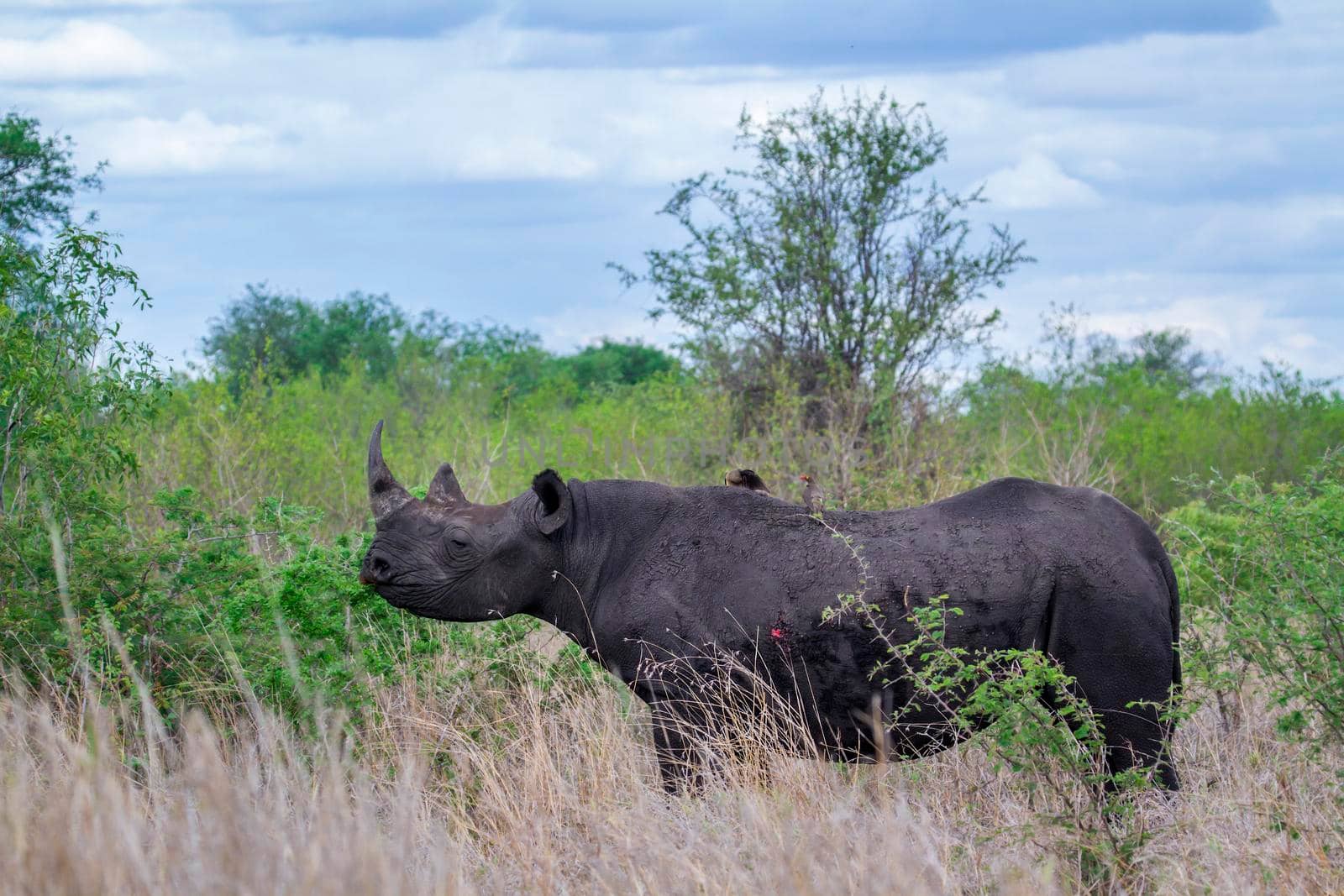 Specie Diceros bicornis family of Rhinocerotidae