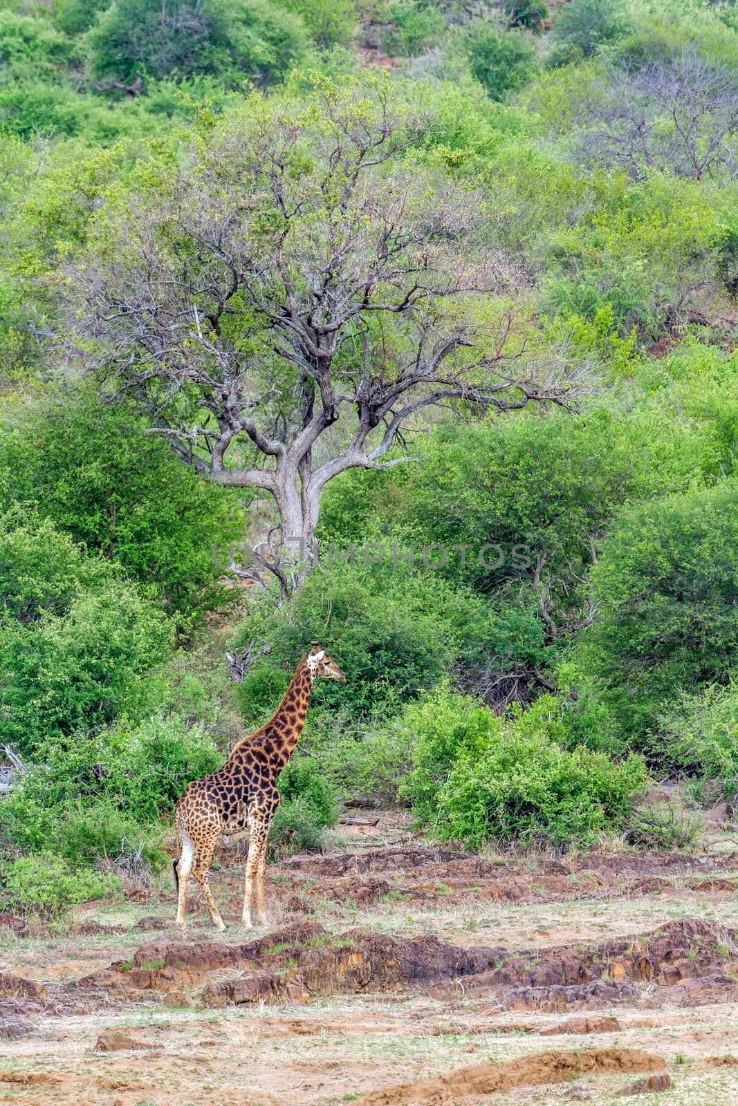 Specie Giraffa camelopardalis family of Giraffidae