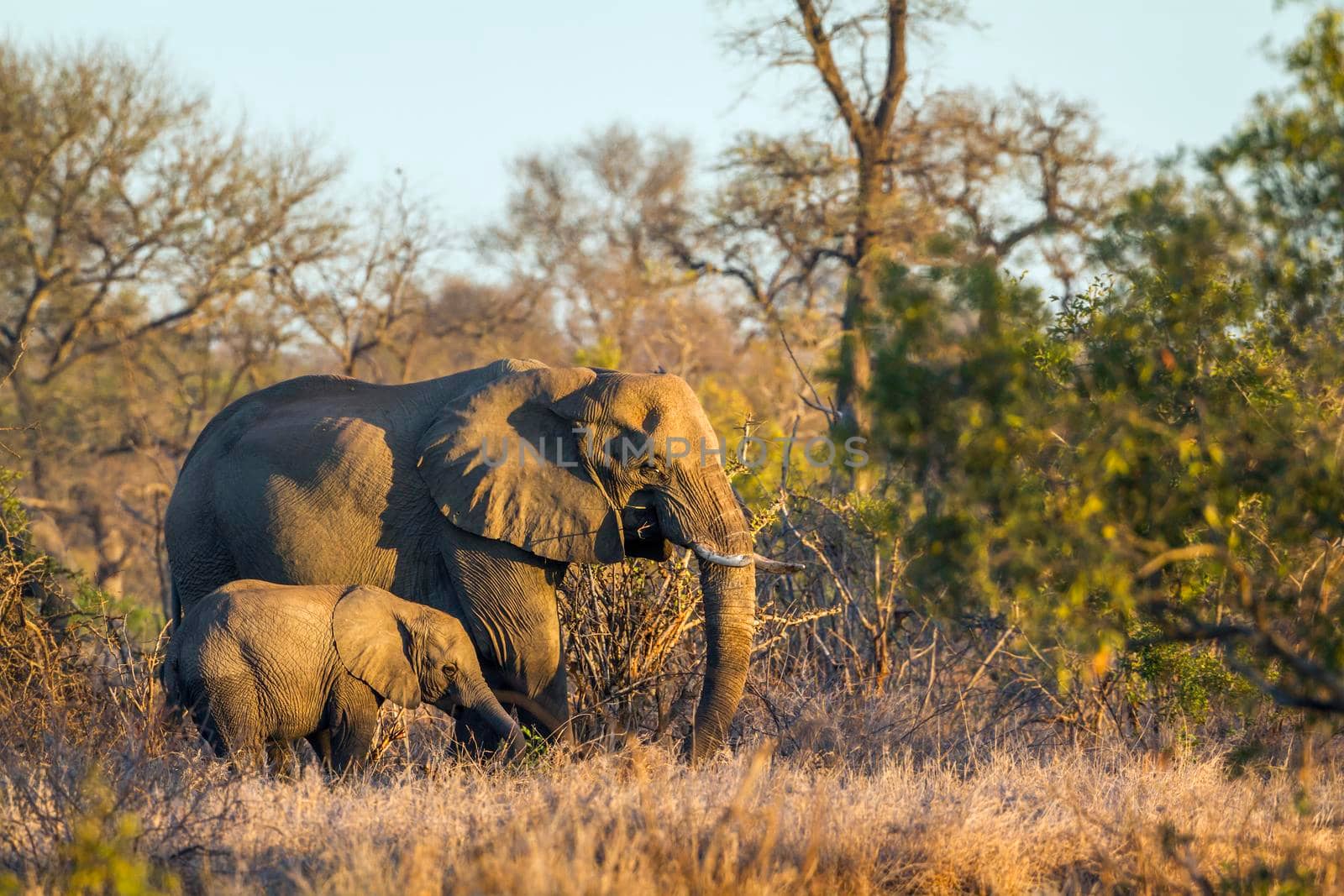 Specie Loxodonta africana family of Elephantidae