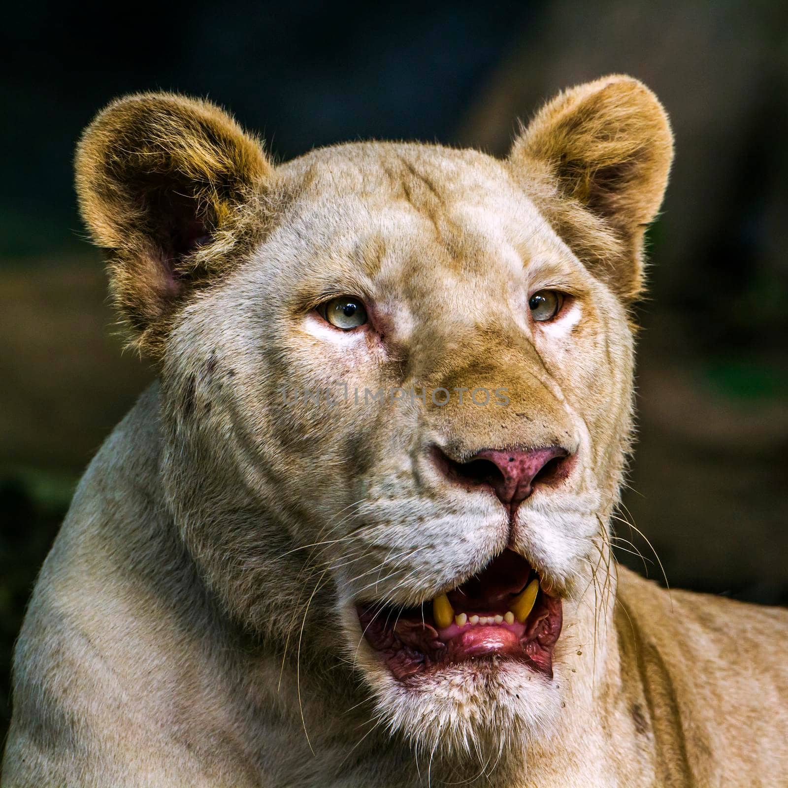 African white lioness in Chiang Mai zoo, Thailand by PACOCOMO