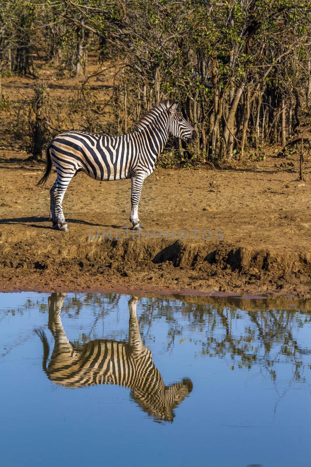 Specie Equus quagga burchellii family of Equidae