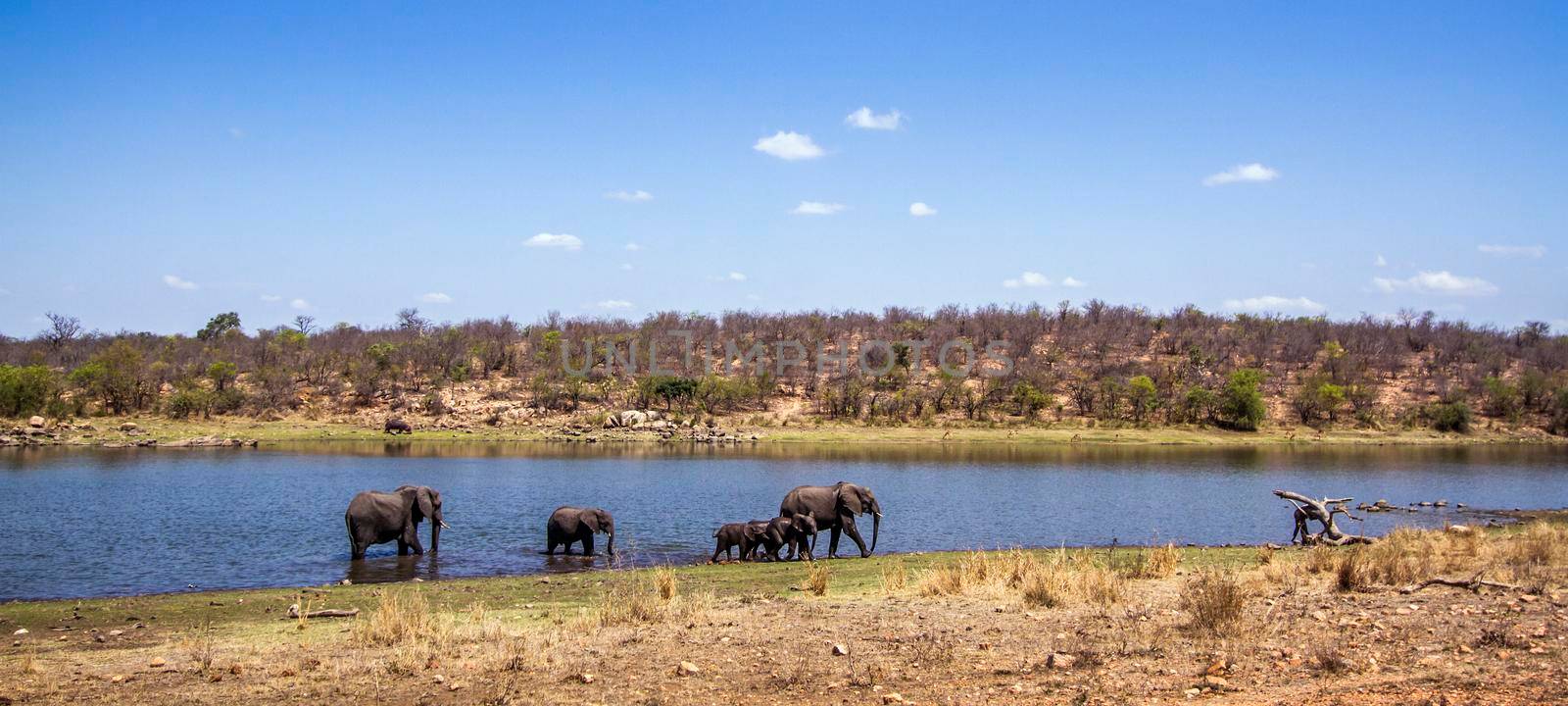 African bush elephant in Kruger National park, South Africa by PACOCOMO