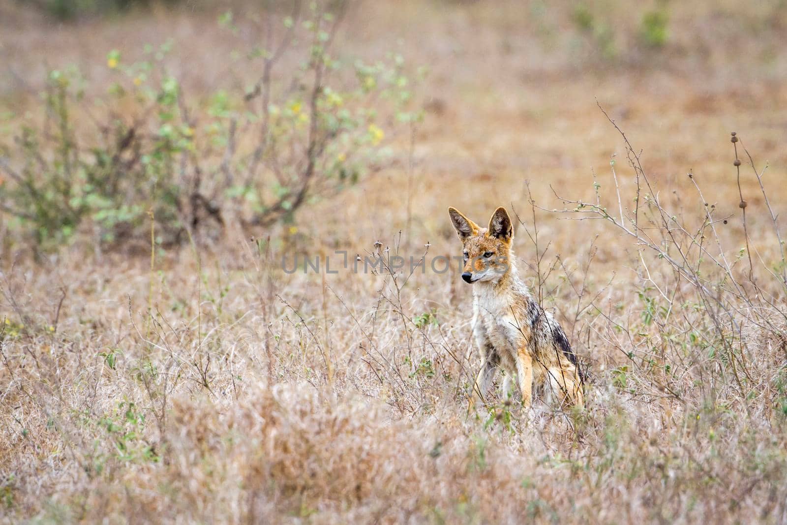 Specie Canis mesomelas family of canidae
