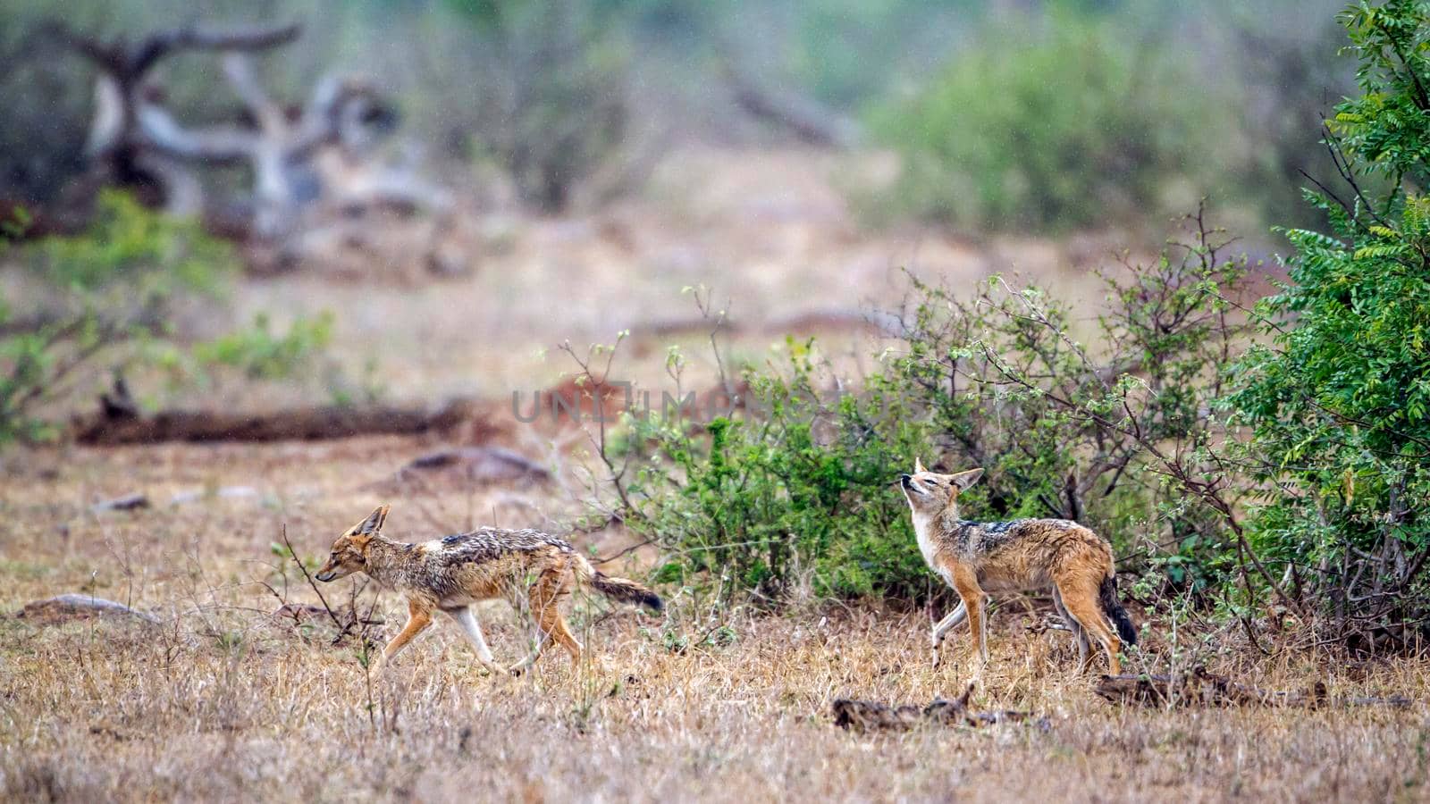 Specie Canis mesomelas family of canidae