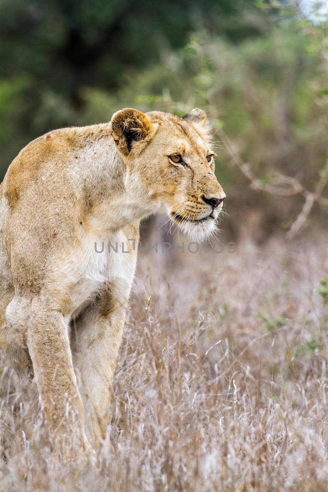 African lion in Kruger National park, South Africa by PACOCOMO