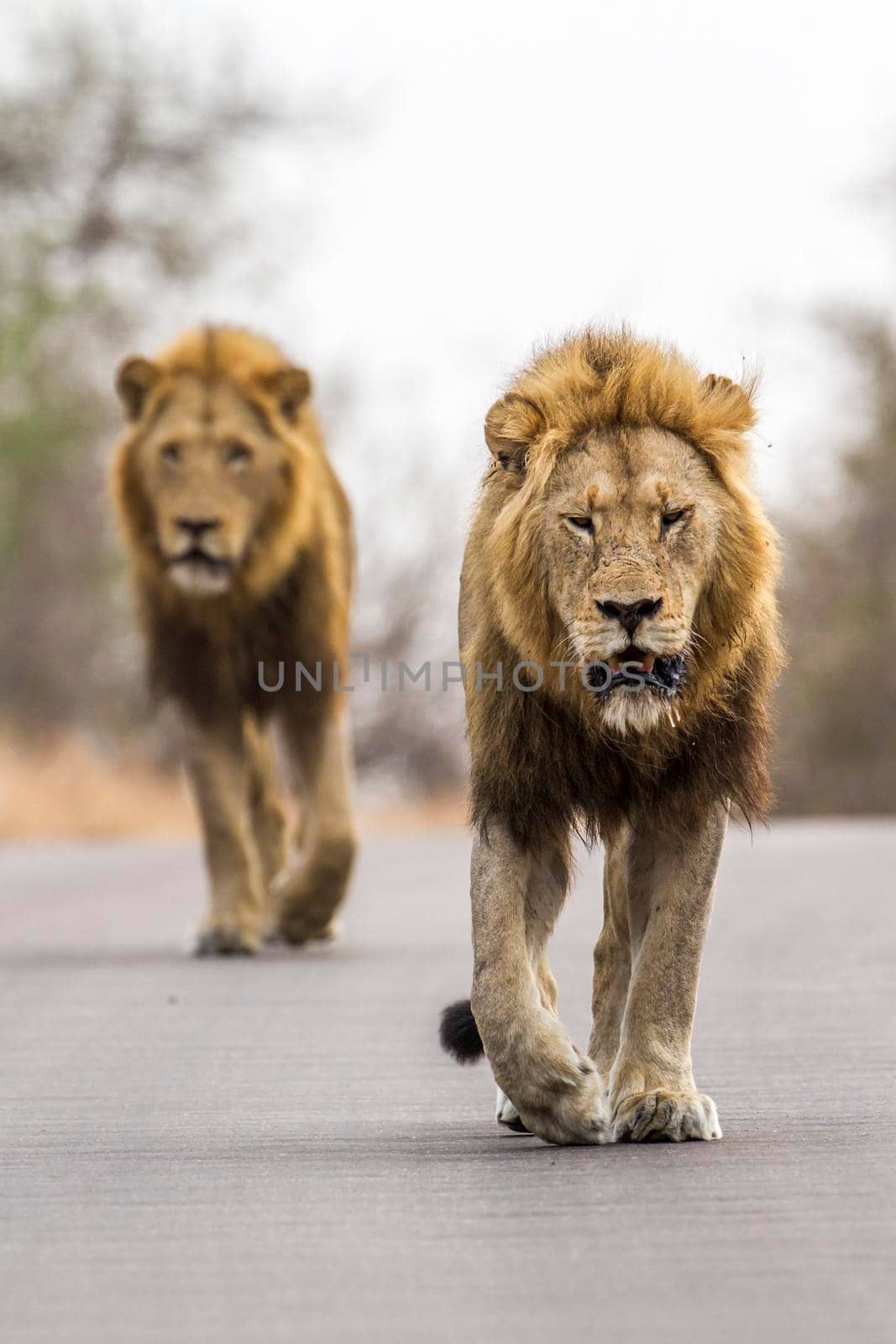 Lion in Kruger National park, South Africa by PACOCOMO