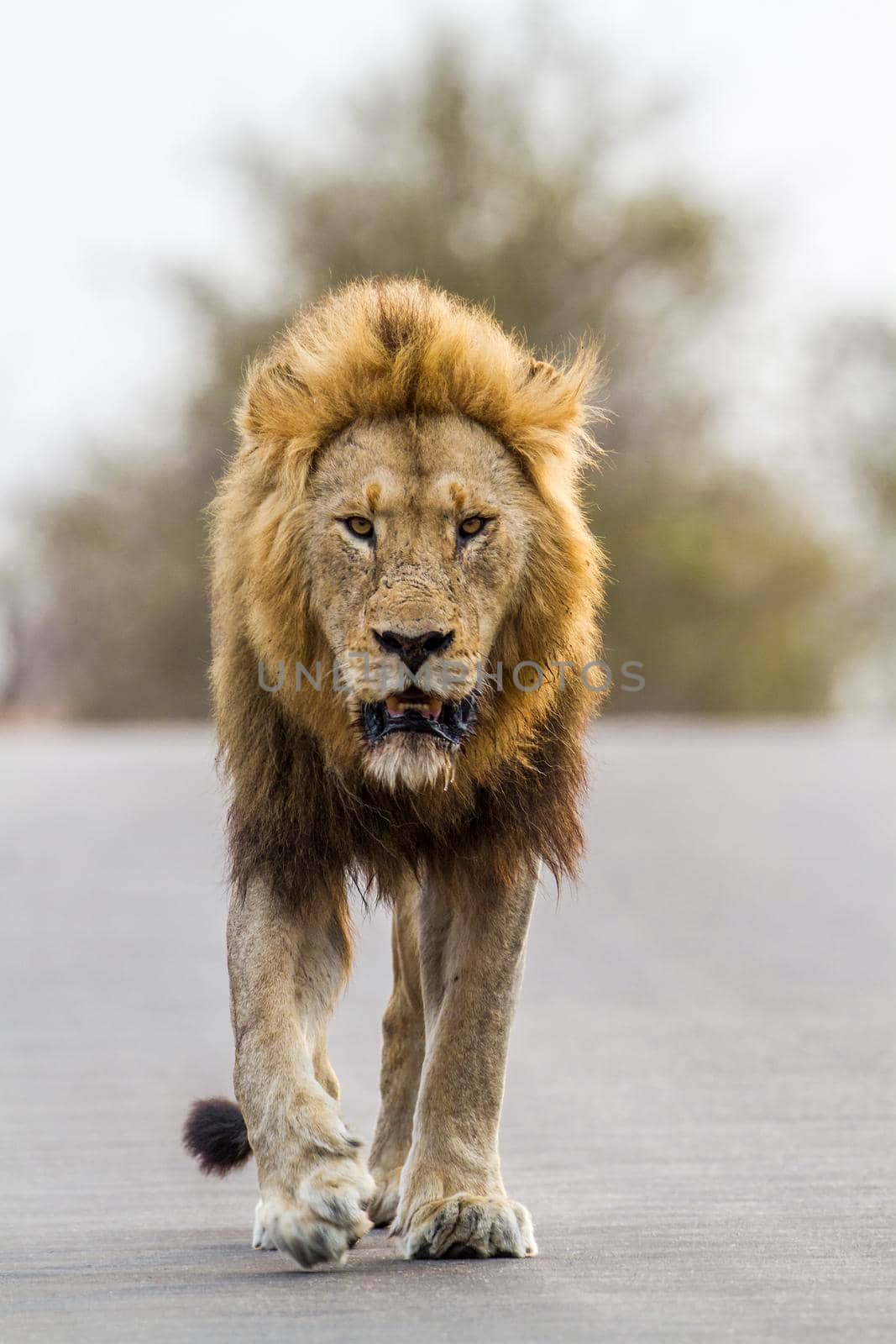 Lion in Kruger National park, South Africa by PACOCOMO