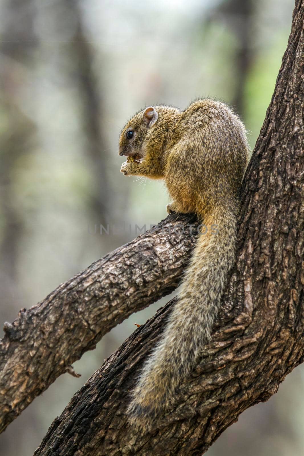 Smith bush squirrel in Kruger National park, South Africa by PACOCOMO