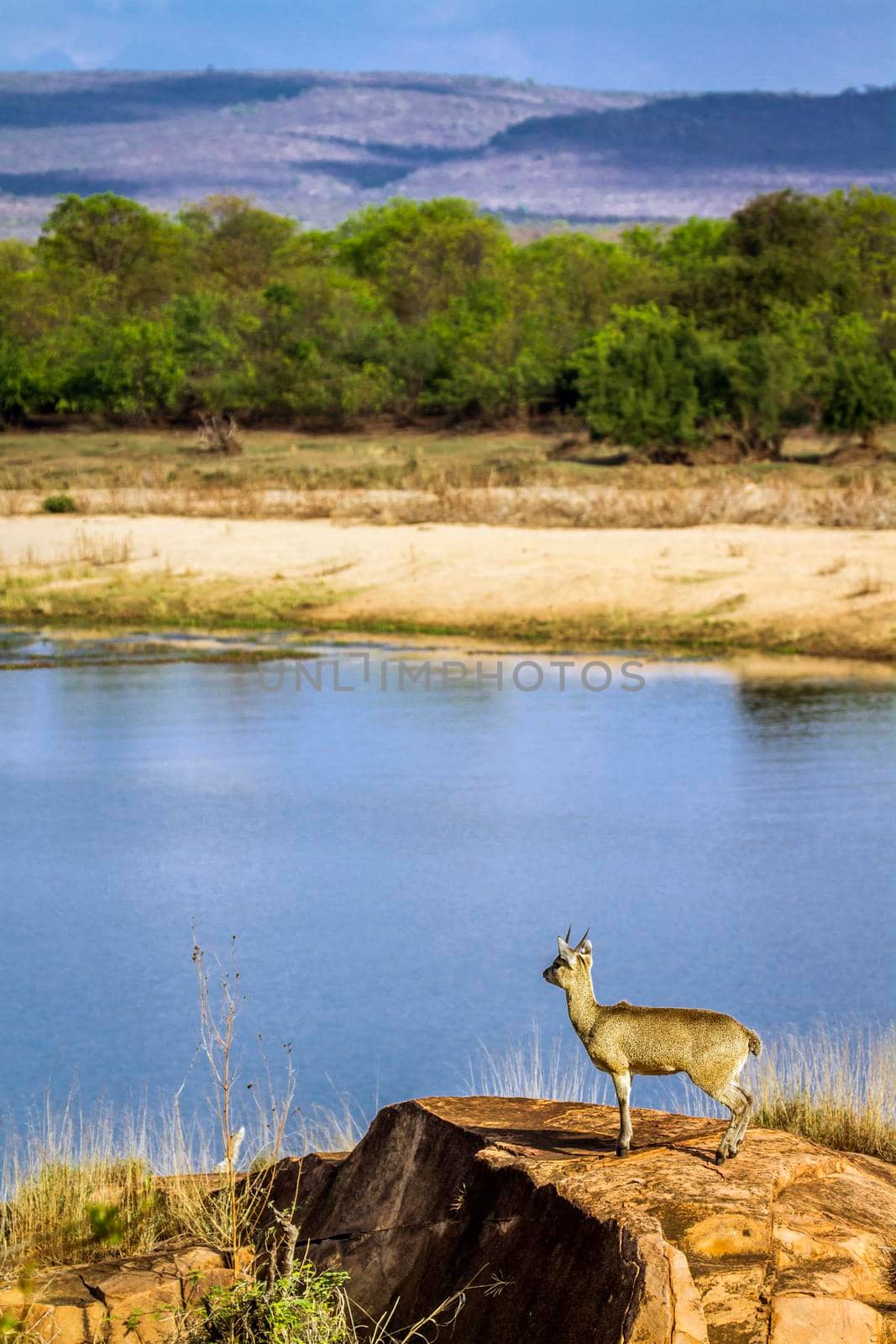 Specie Oreotragus oreotragus family of bovidae