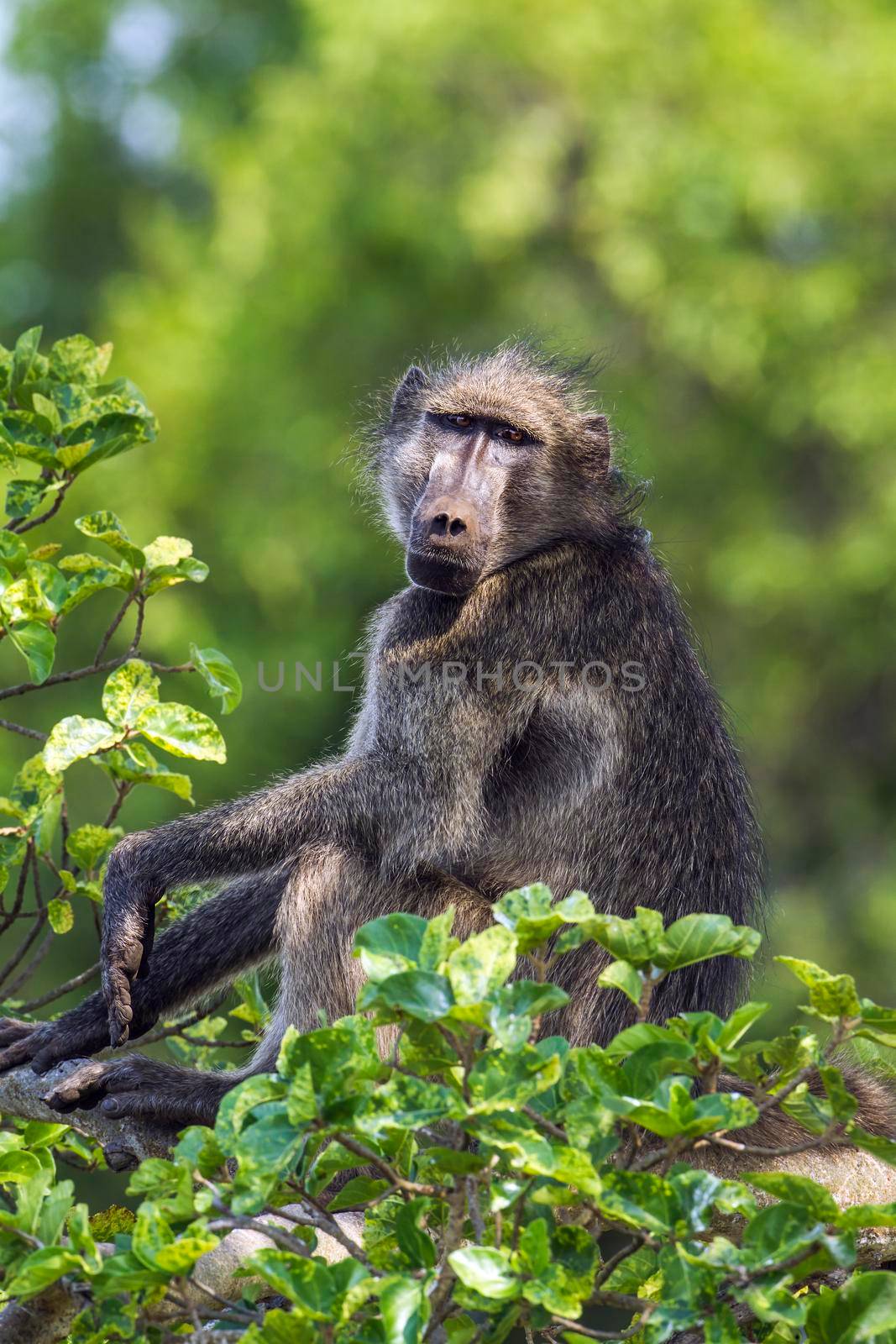 Chacma baboon in Kruger National park, South Africa by PACOCOMO