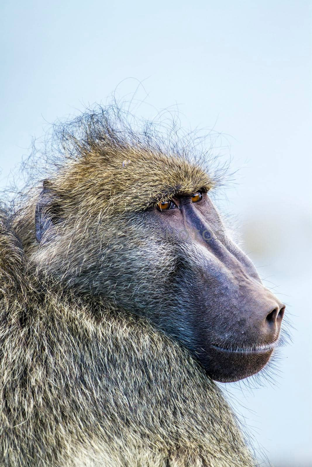 Chacma baboon in Kruger National park, South Africa by PACOCOMO