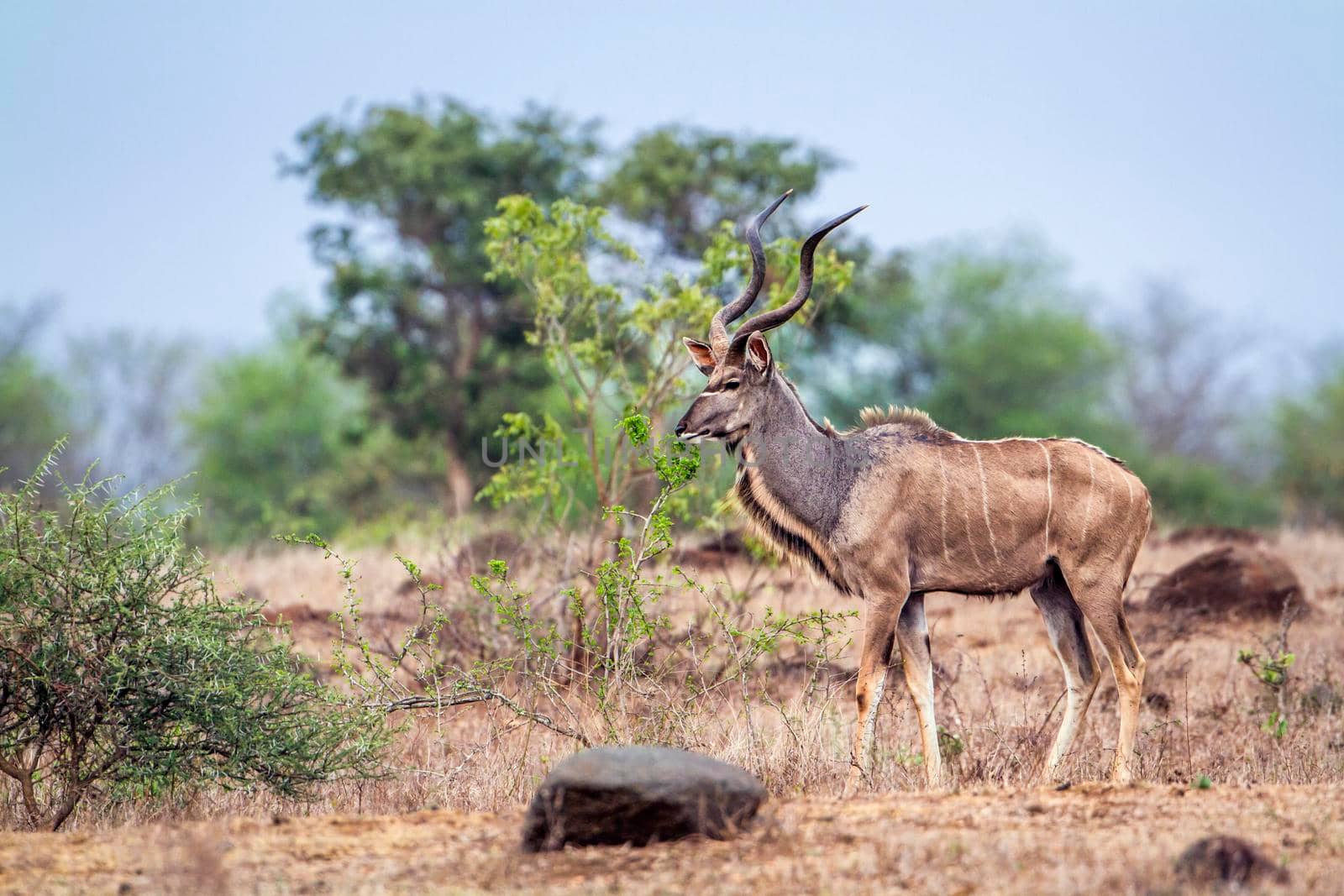 Specie Tragelaphus strepsiceros family of bovidae